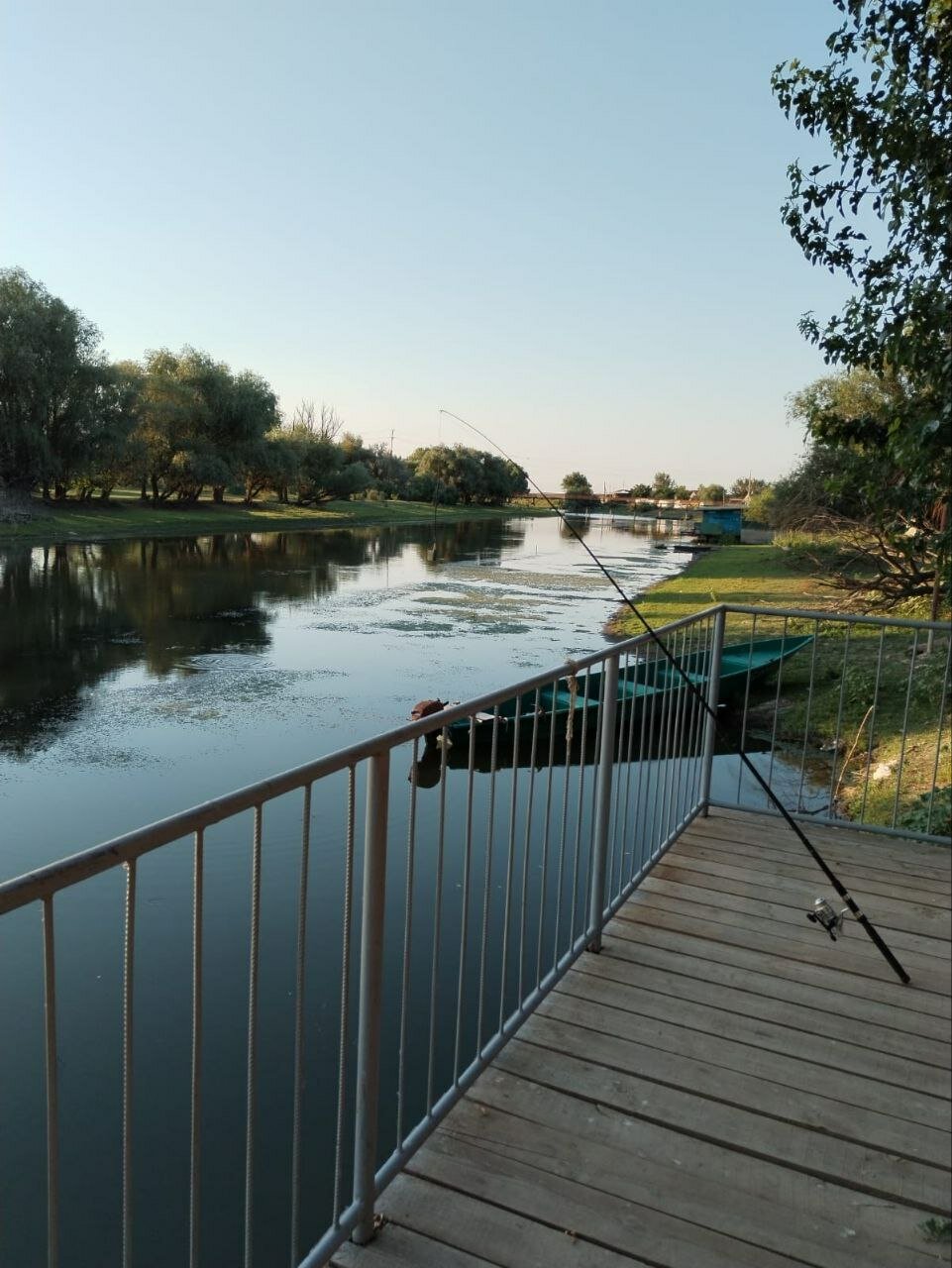 Фото Камыш
