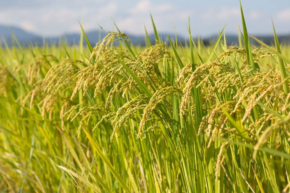 Фото The Ritz-Carlton, Fukuoka