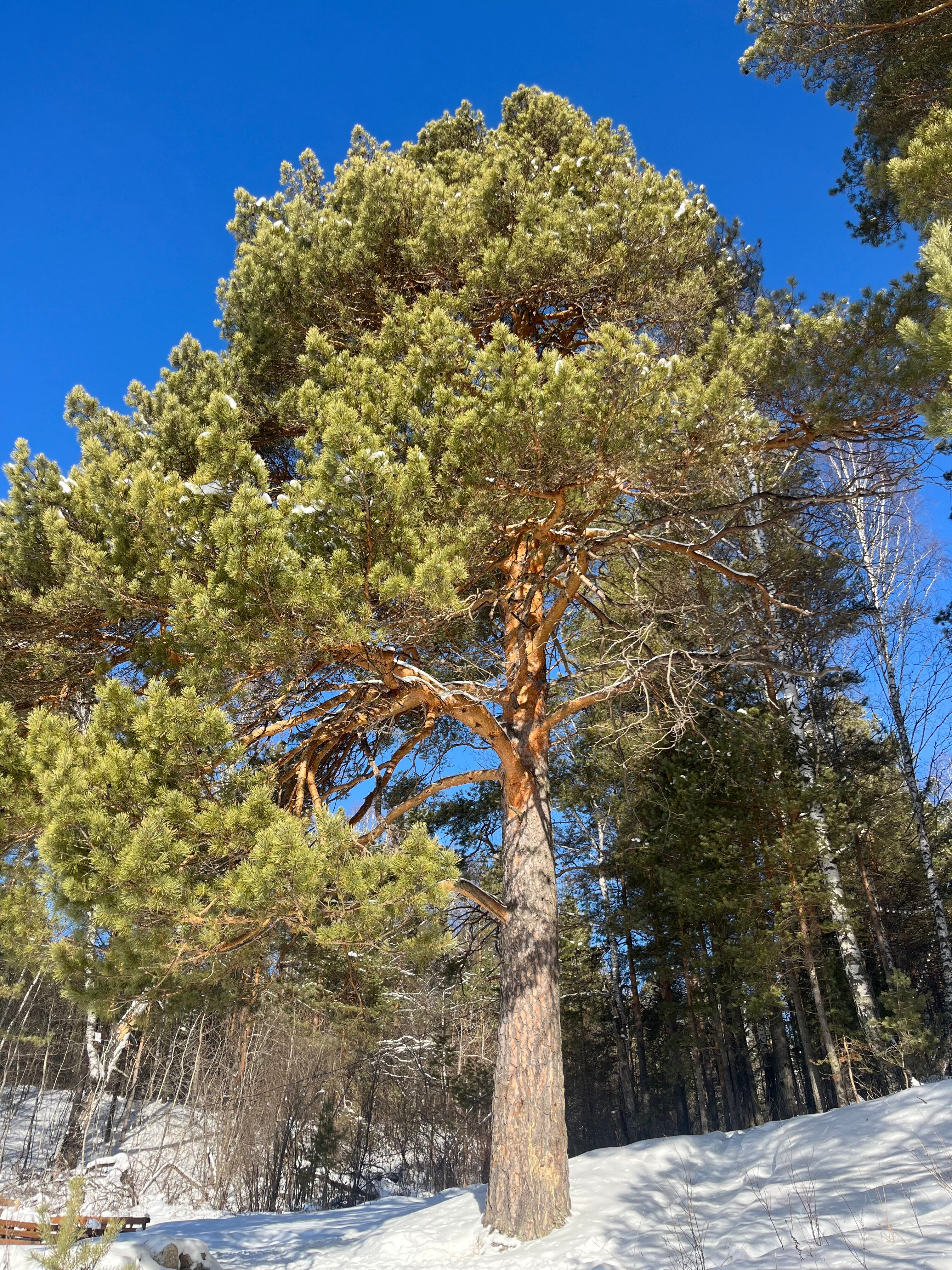 Фото Каменный цветок