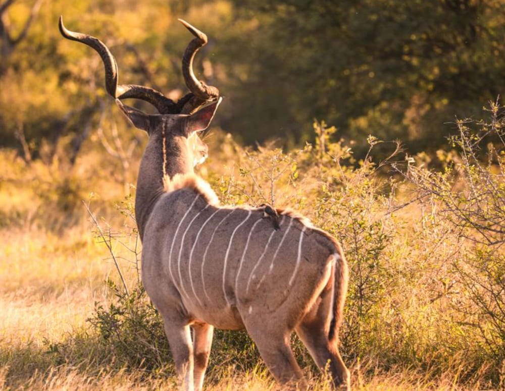 Фото Baobab Ridge Private Lodge