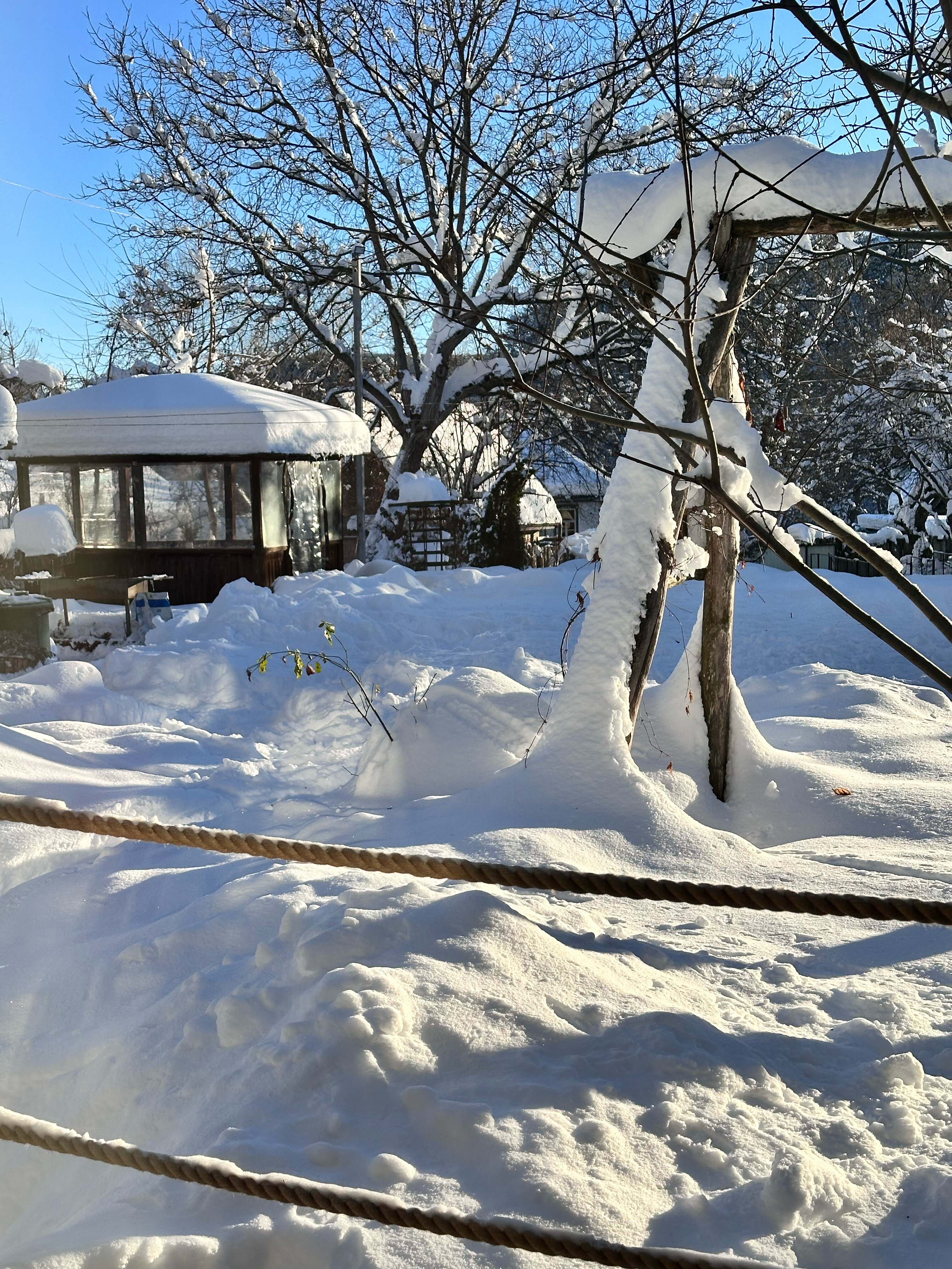 Фото Горная Лаванда