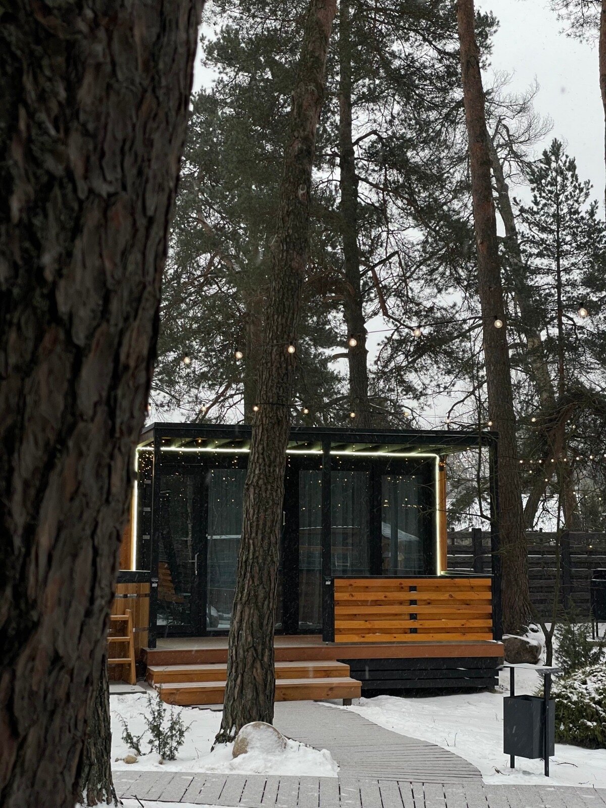 Фото Дикий гусь