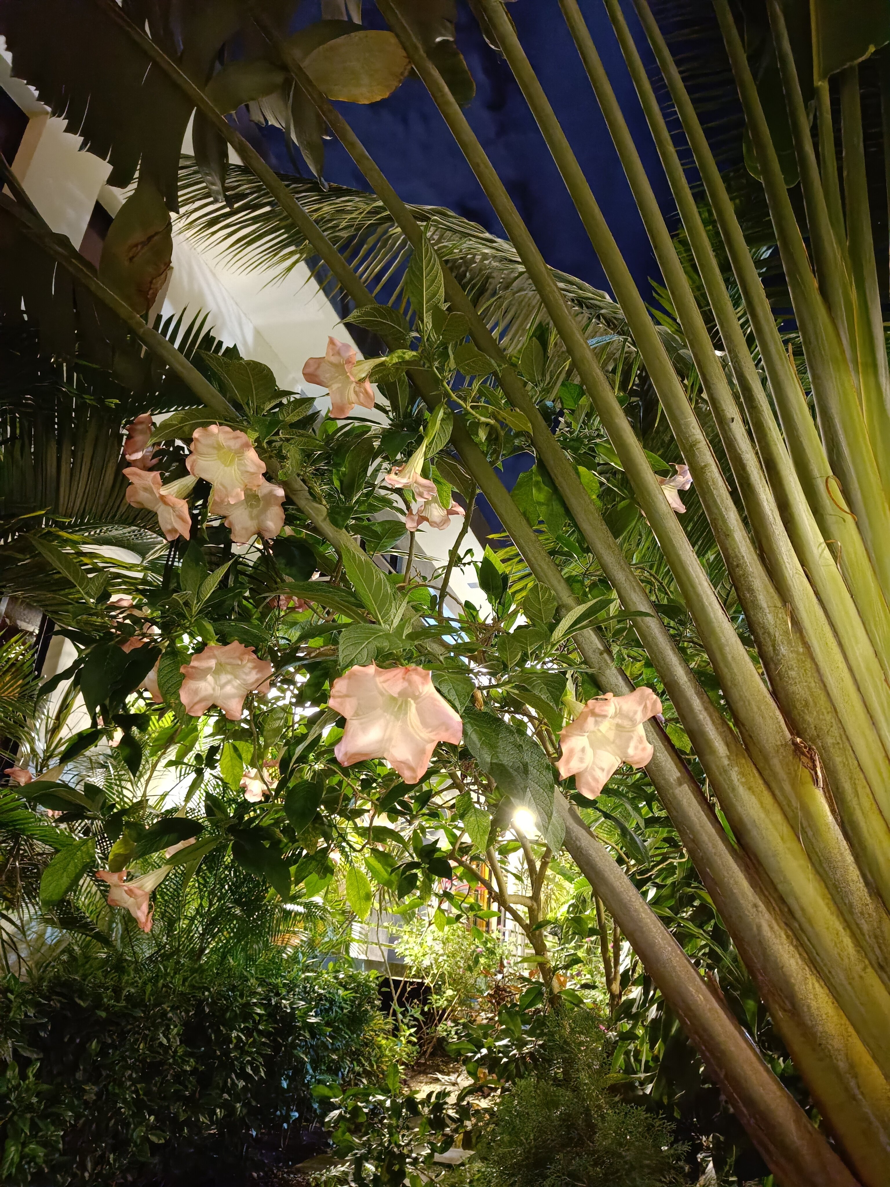 Фото Viva Tangerine by Wyndham, A Trademark All Inclusive