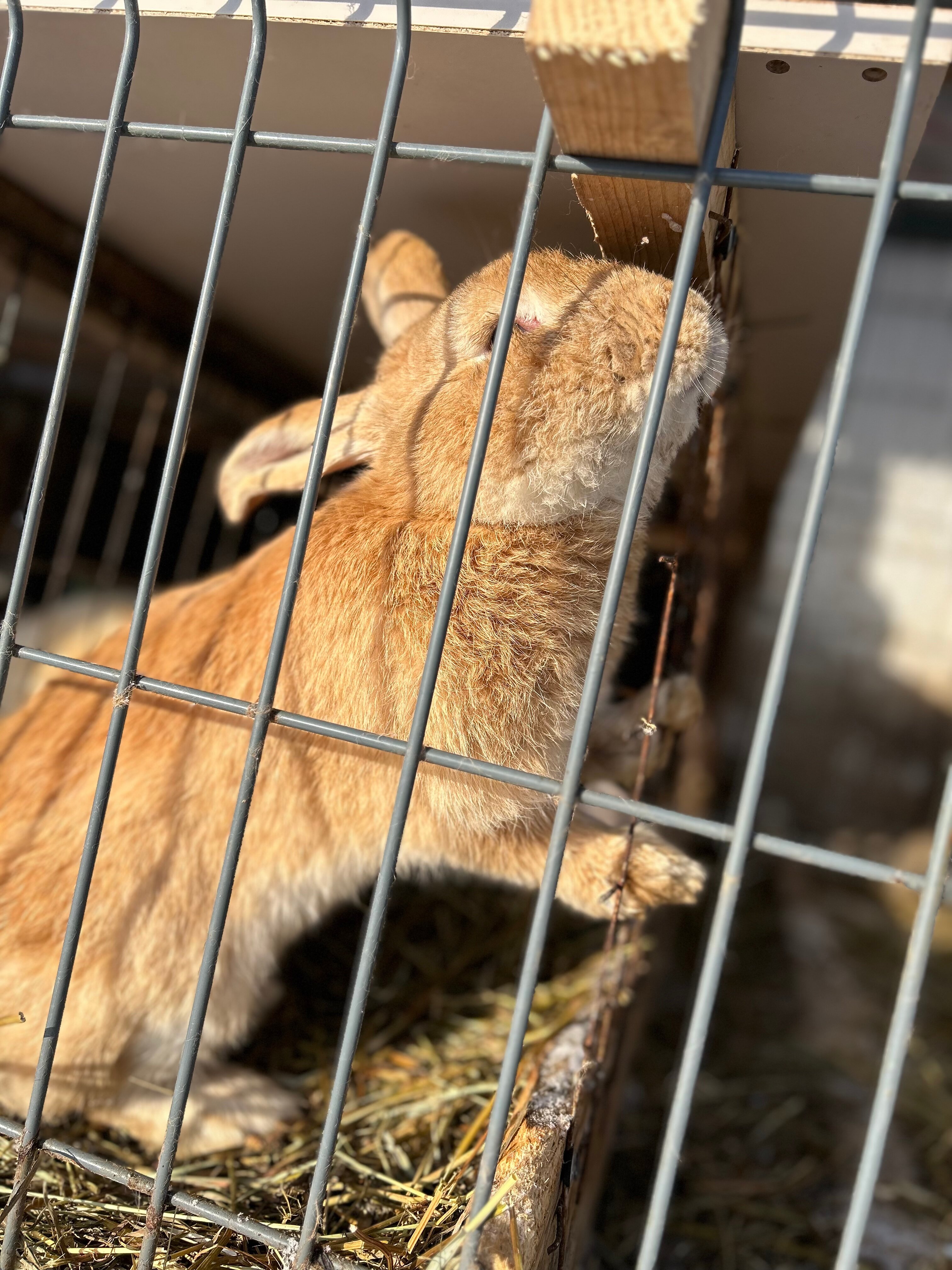 Фото Липовый цвет