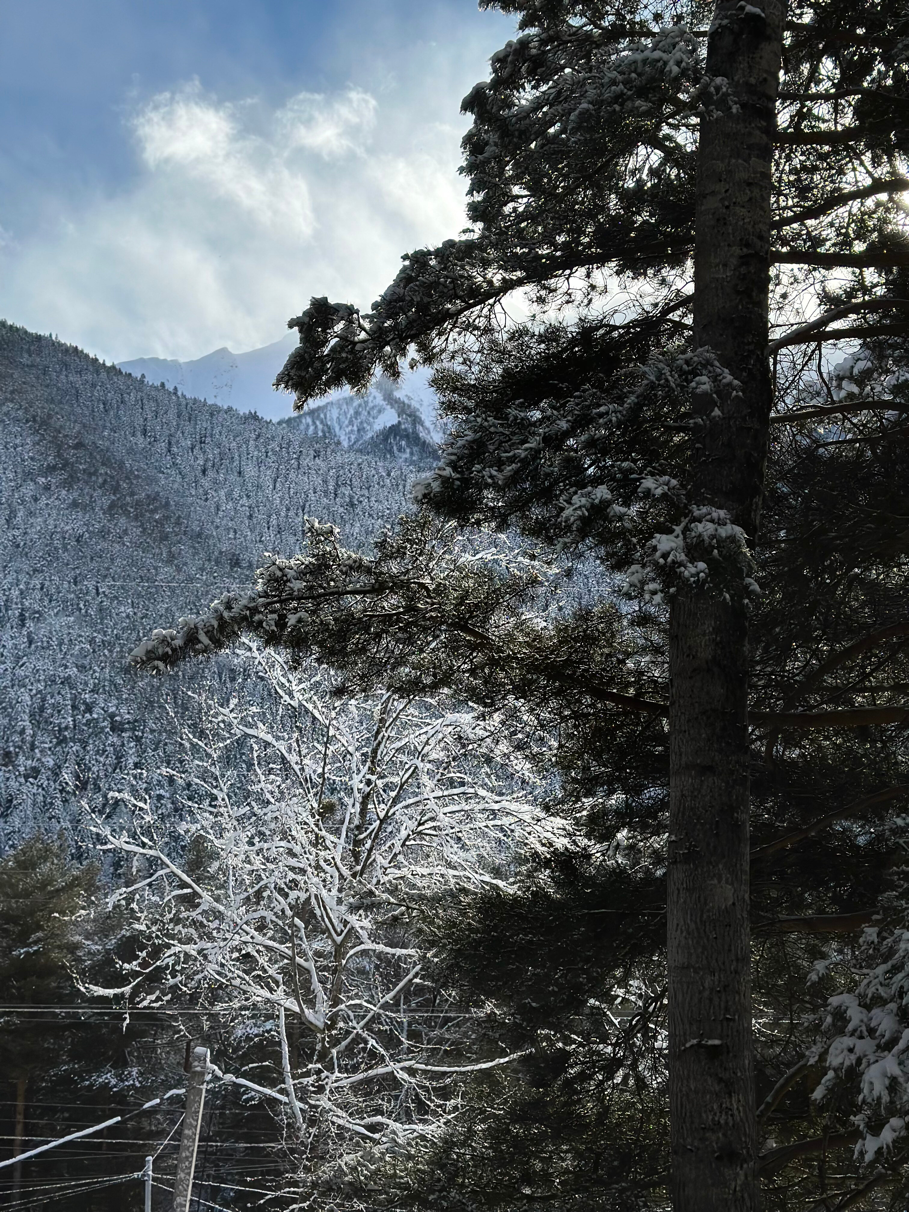 Фото Дух леса