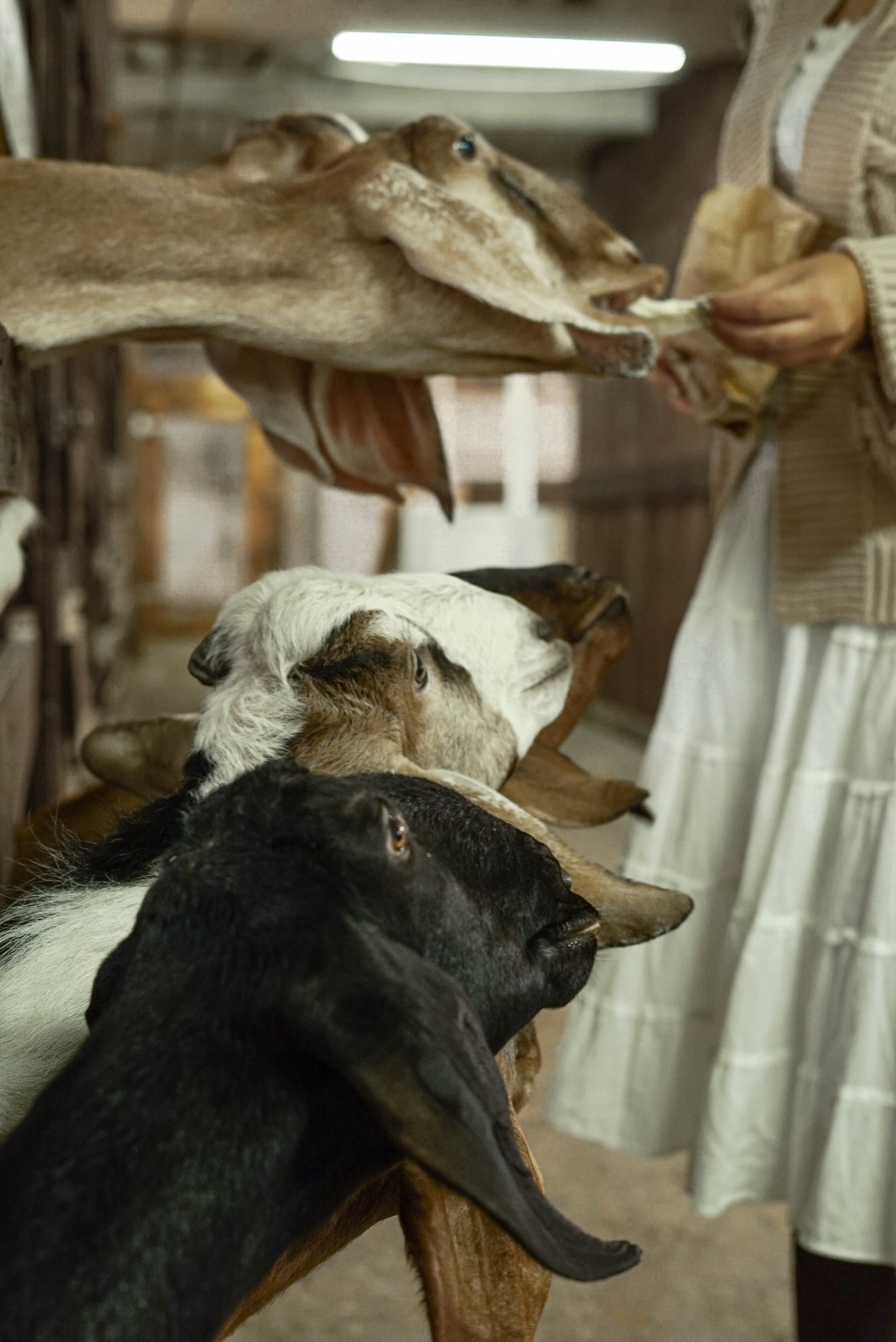 Фото Кавказский Целитель