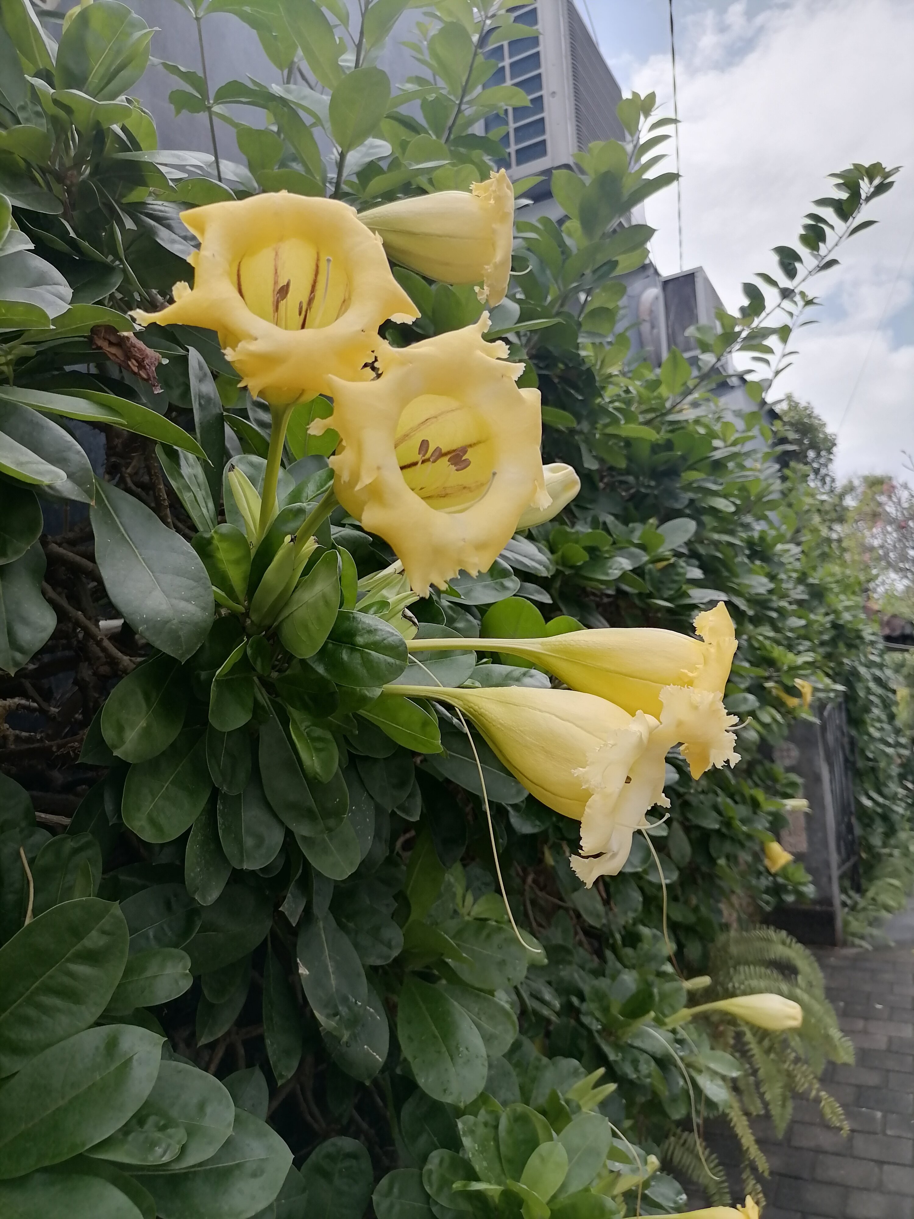 Фото Mercure Bali Resort Sanur