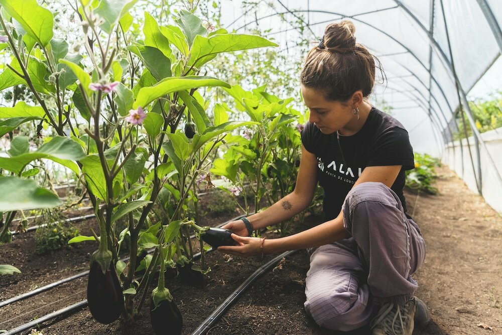 Фото Hotel Alaia