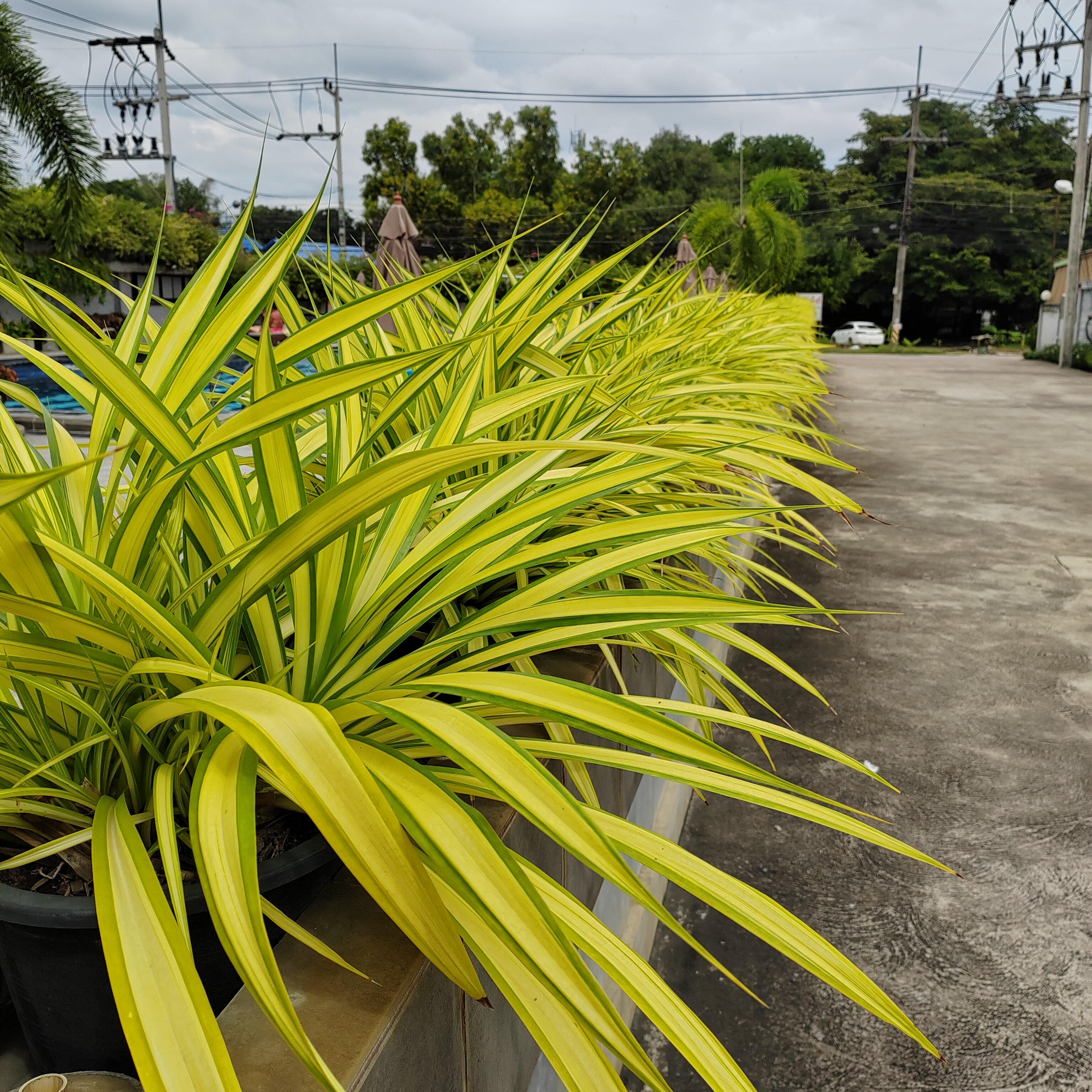 Фото The Mangrove Hotel