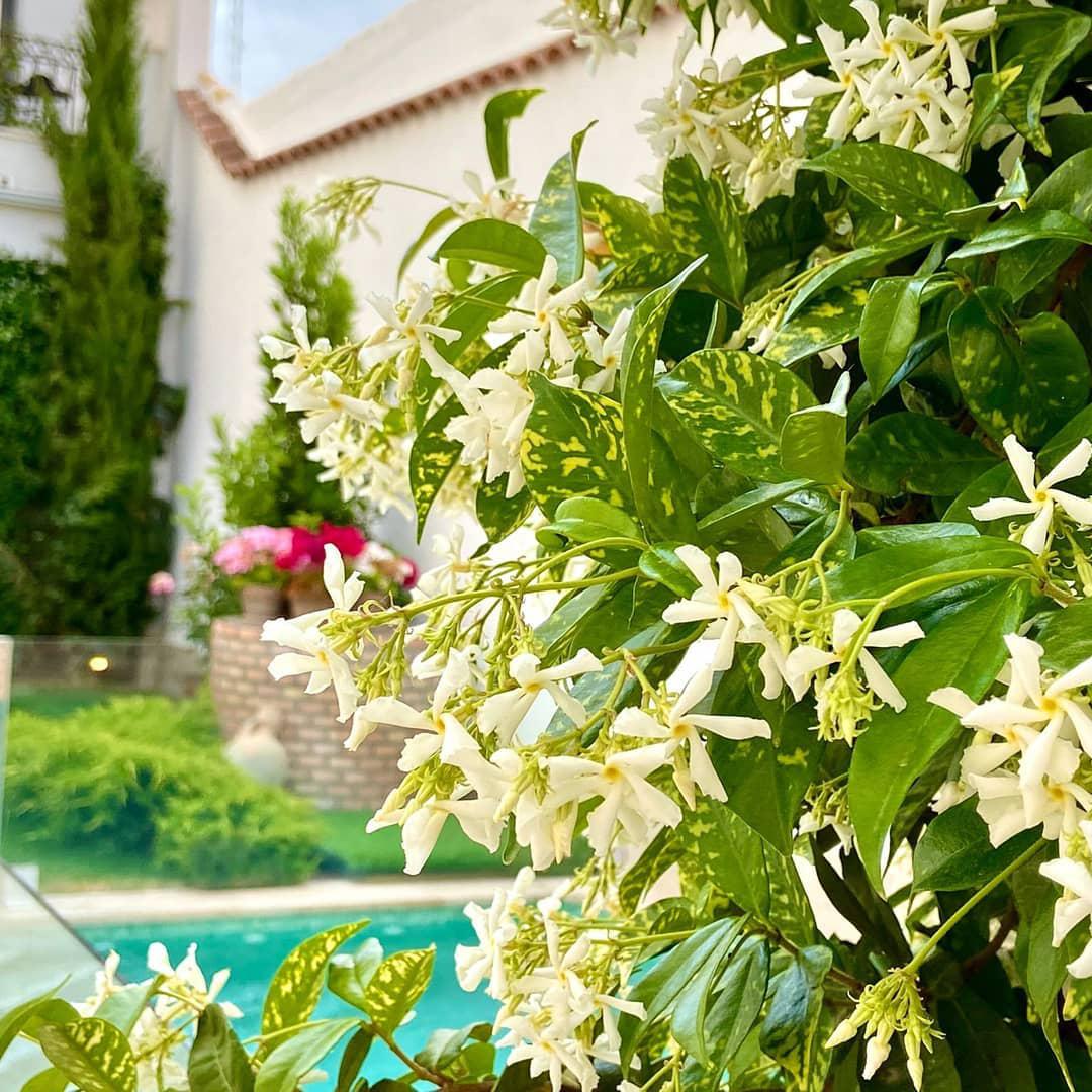 Фото El Patio de los Jazmines Boutique-House
