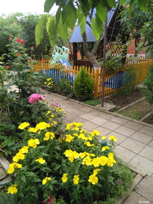 Фото Астери