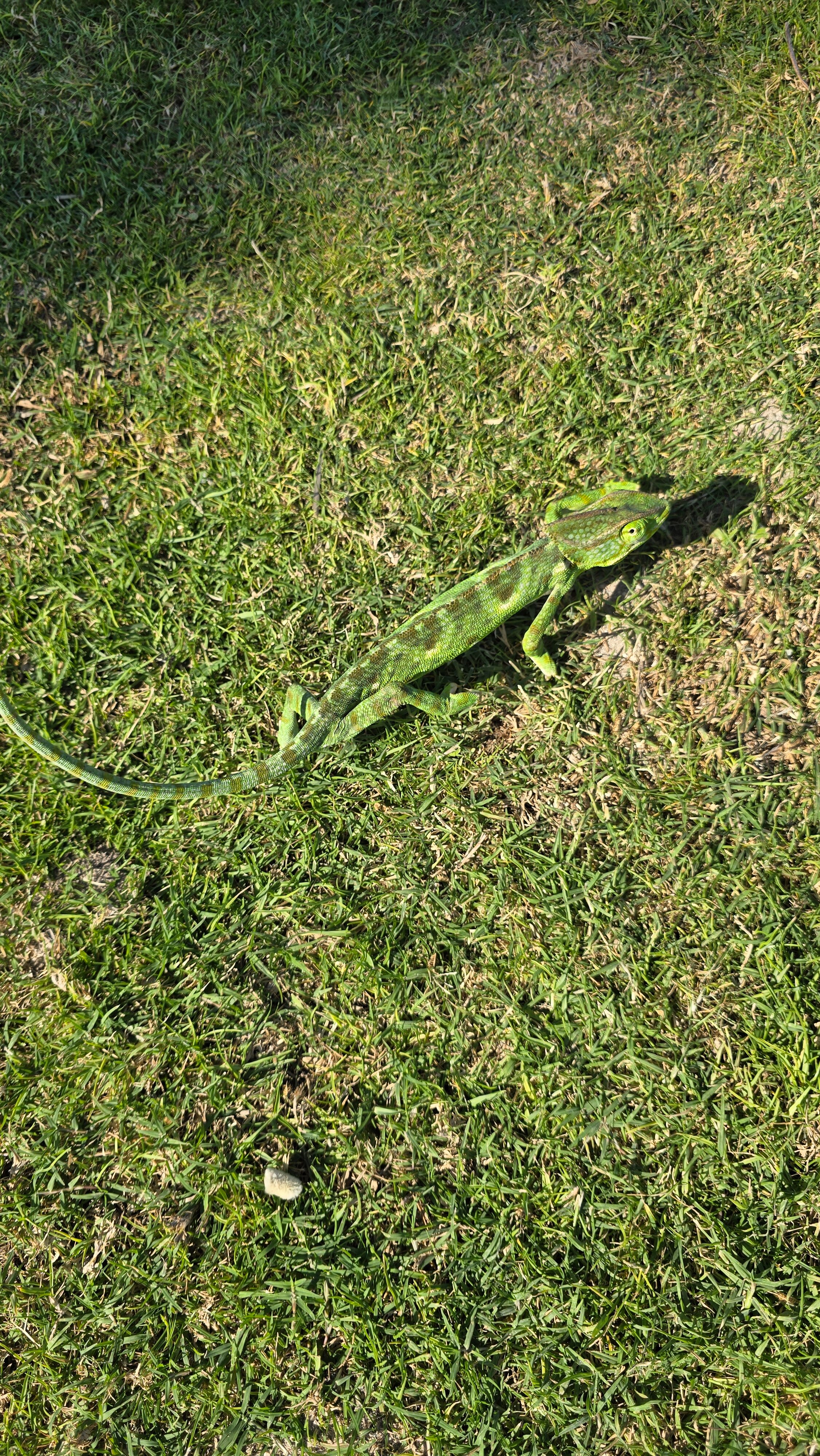 Фото Salalah Rotana Resort