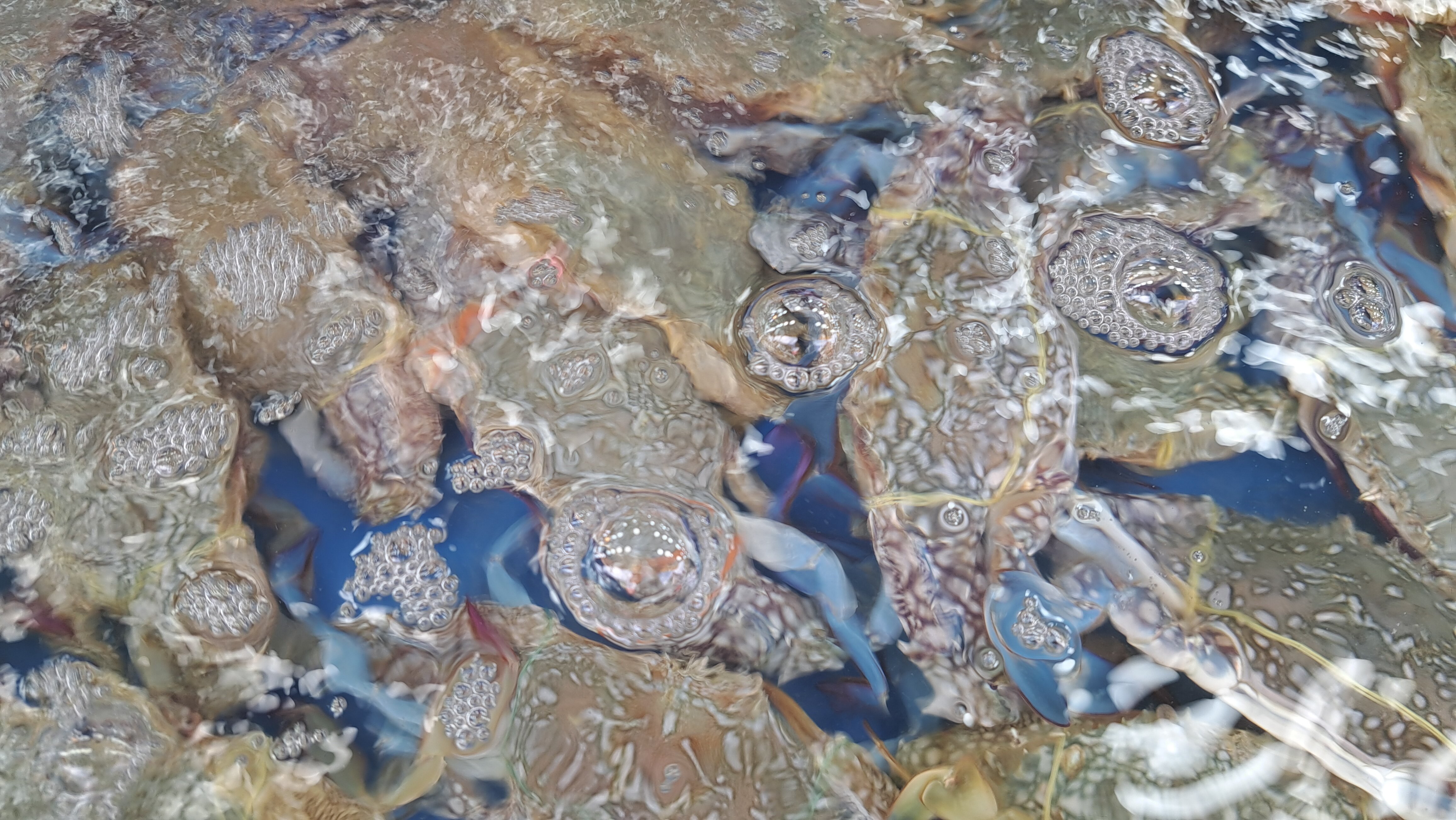 Фото Гринго