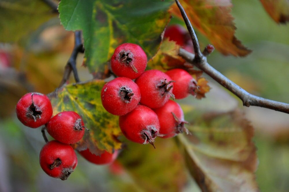 Фото Ruissalo SPA Hotel