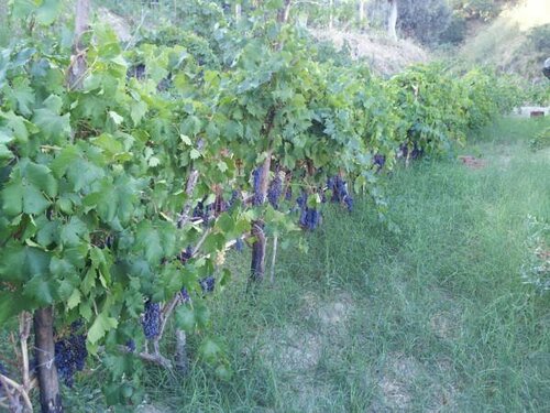 Гостиница Il Giardino di Ausonia в Реджо-ди-Калабрия