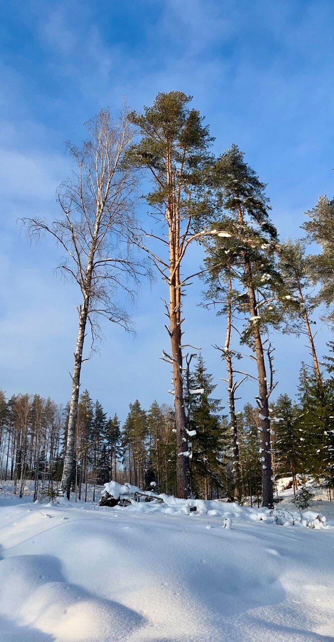 Фото Nord 47