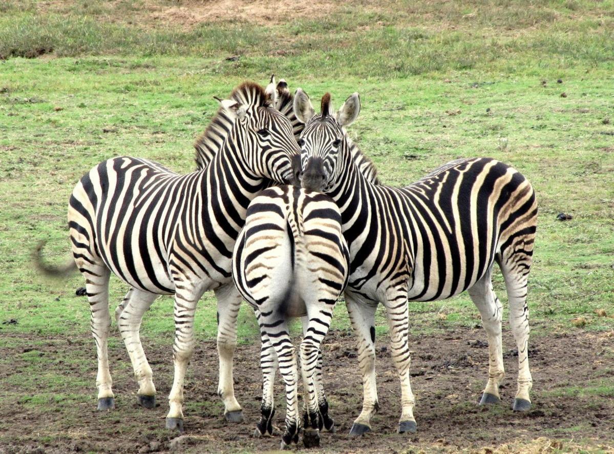 Фото Kronenhoff Guest House