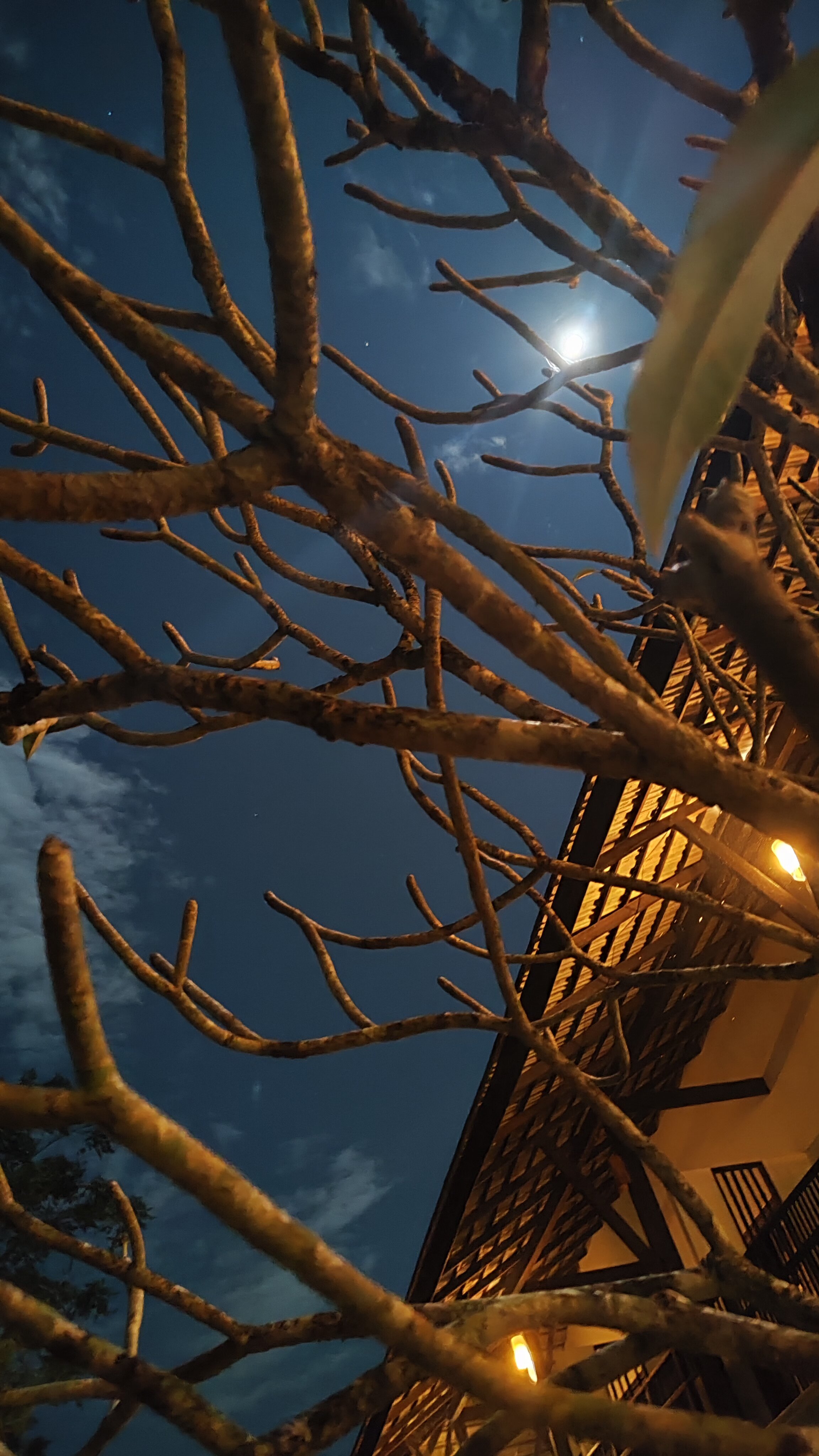 Фото Palm Galleria Resort