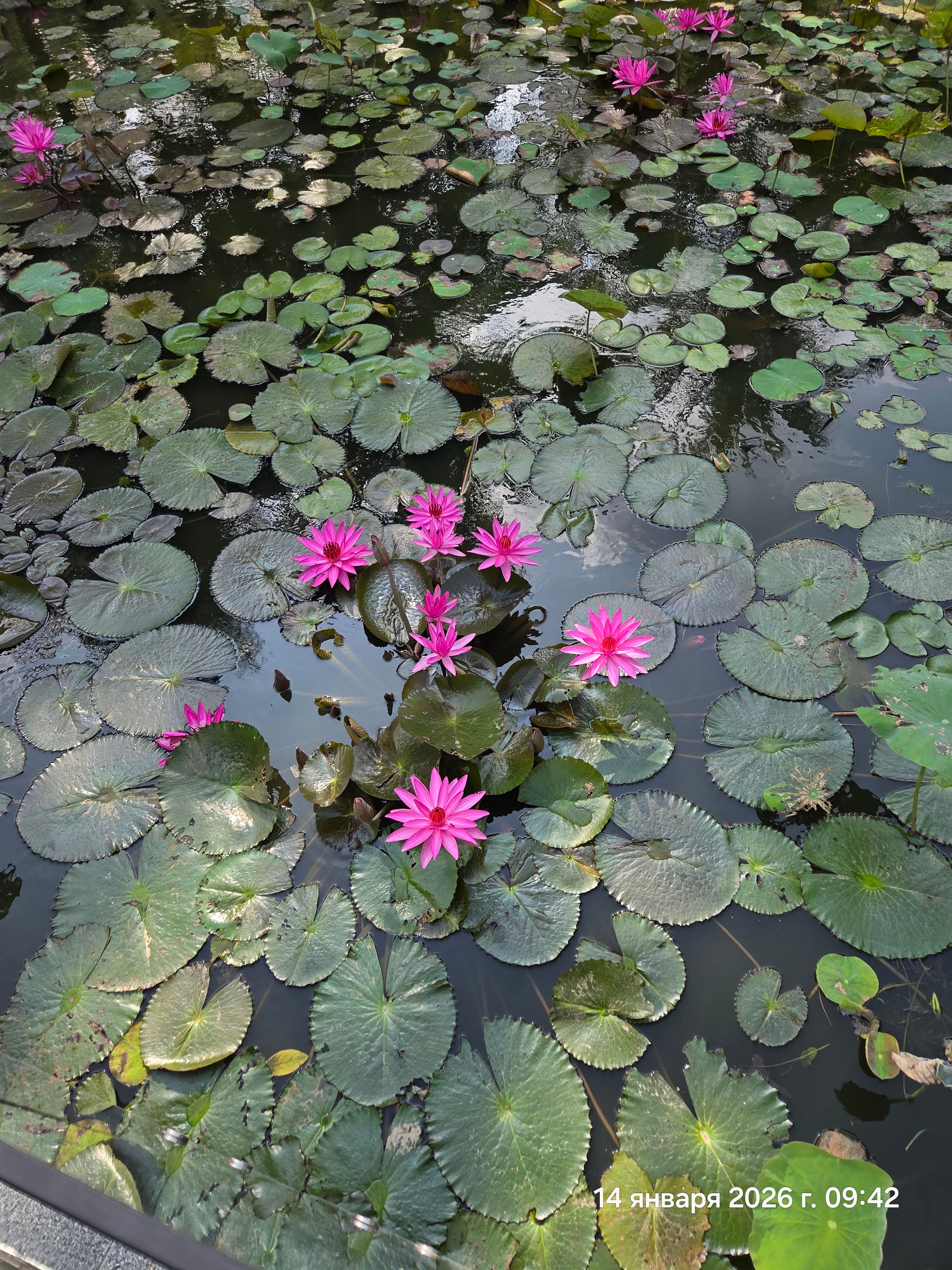 Фото Novotel Phu Quoc Resort