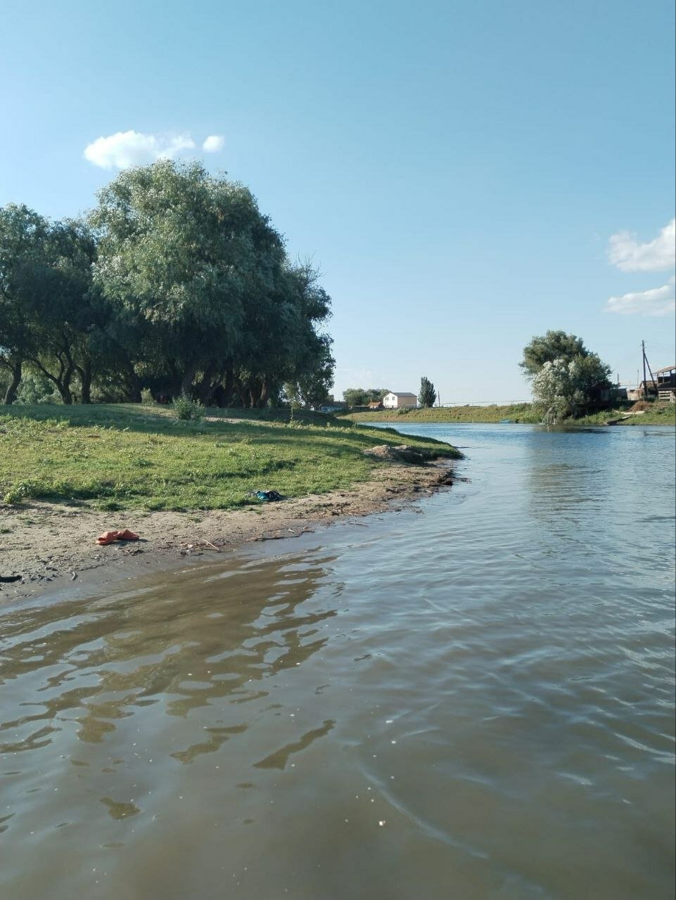 Фото Камыш