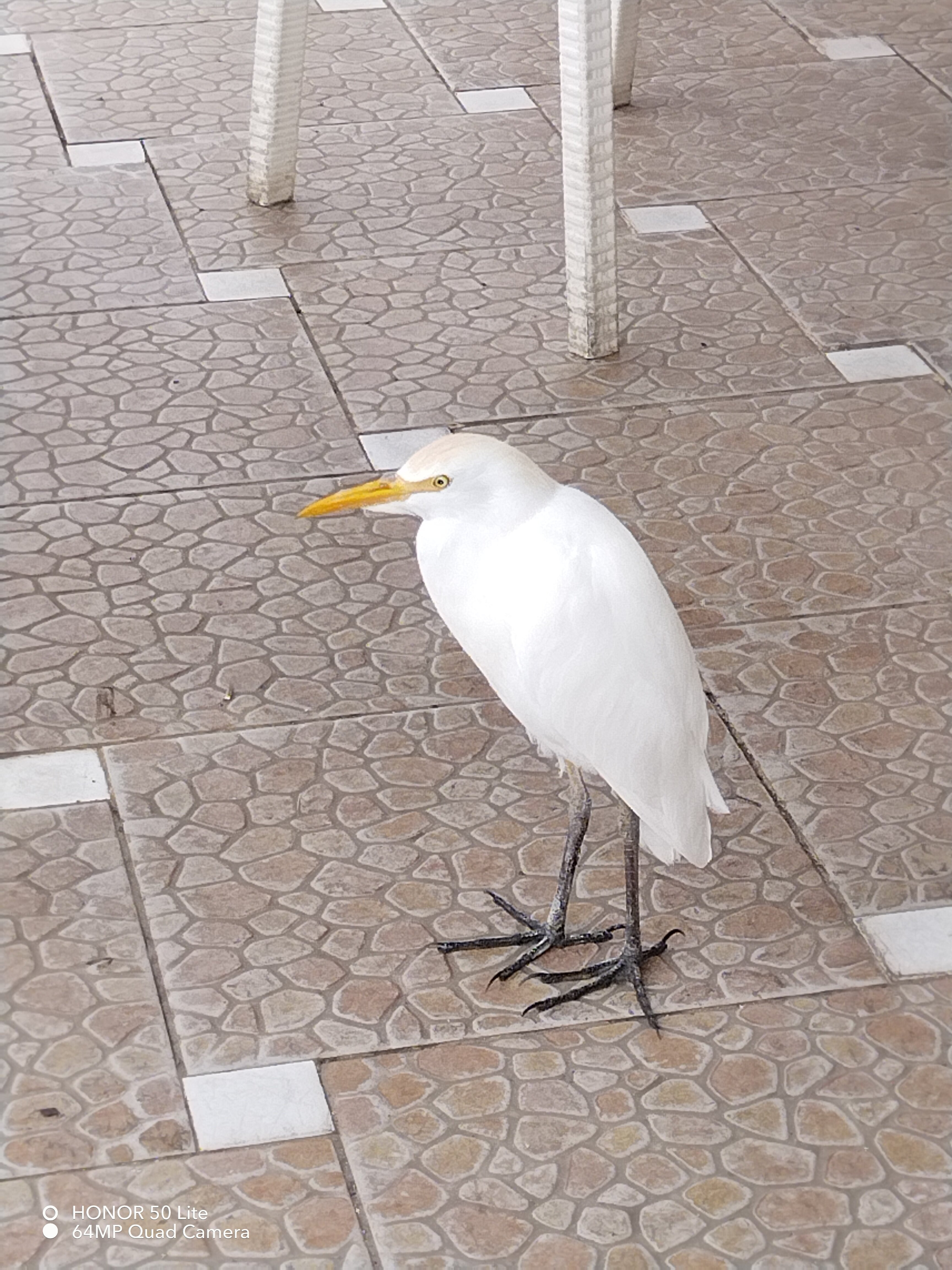 Фото Amwaj Oyoun Resort