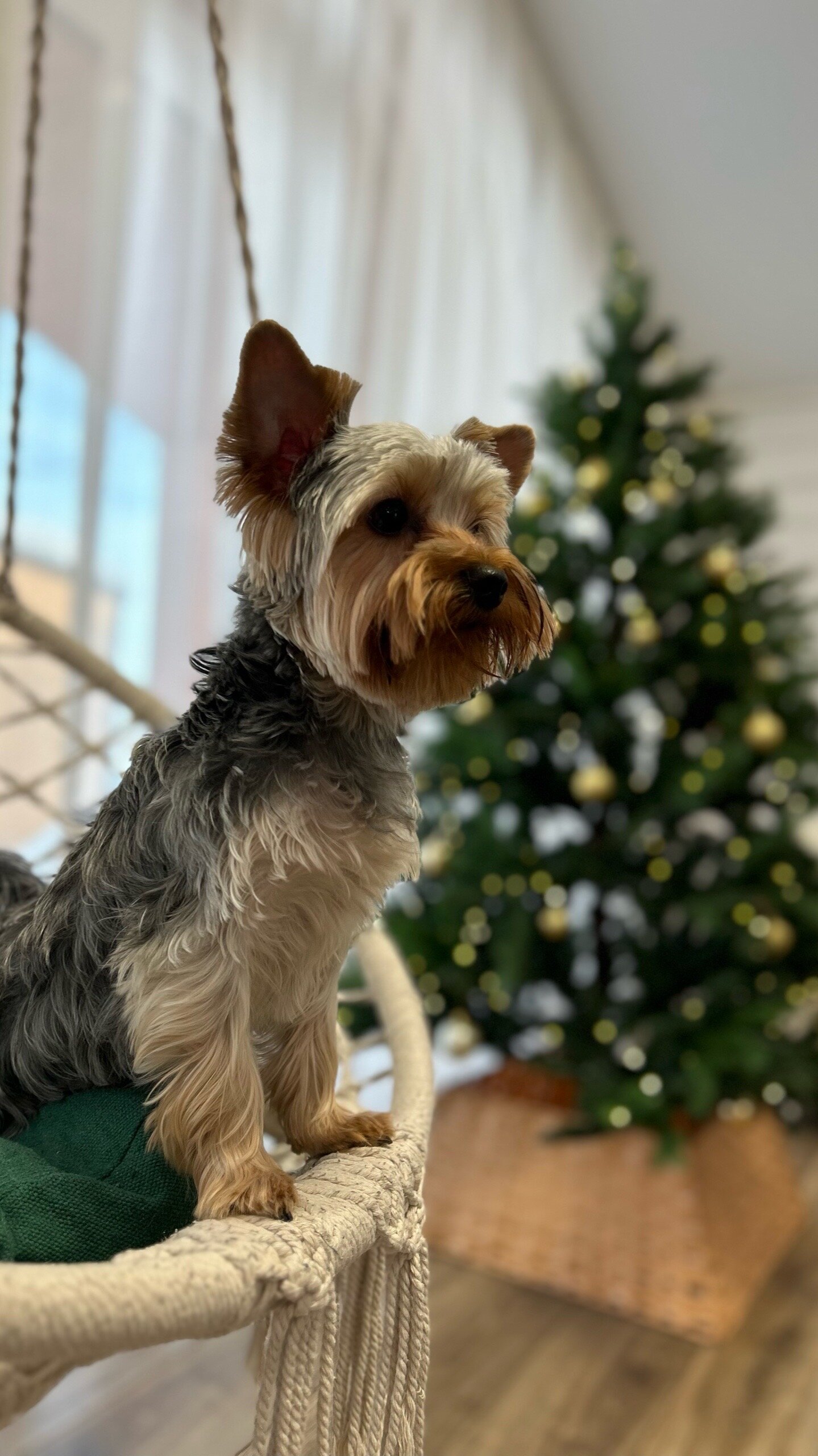 Фото Липовый цвет