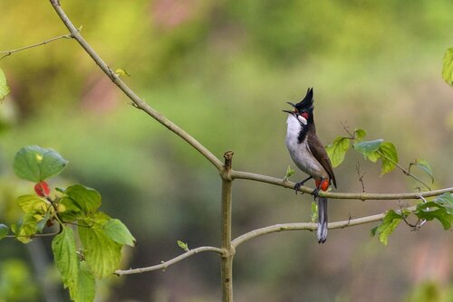 Гостиница The Riverwood Forest Retreat - Dooars в Западной Бенгалии