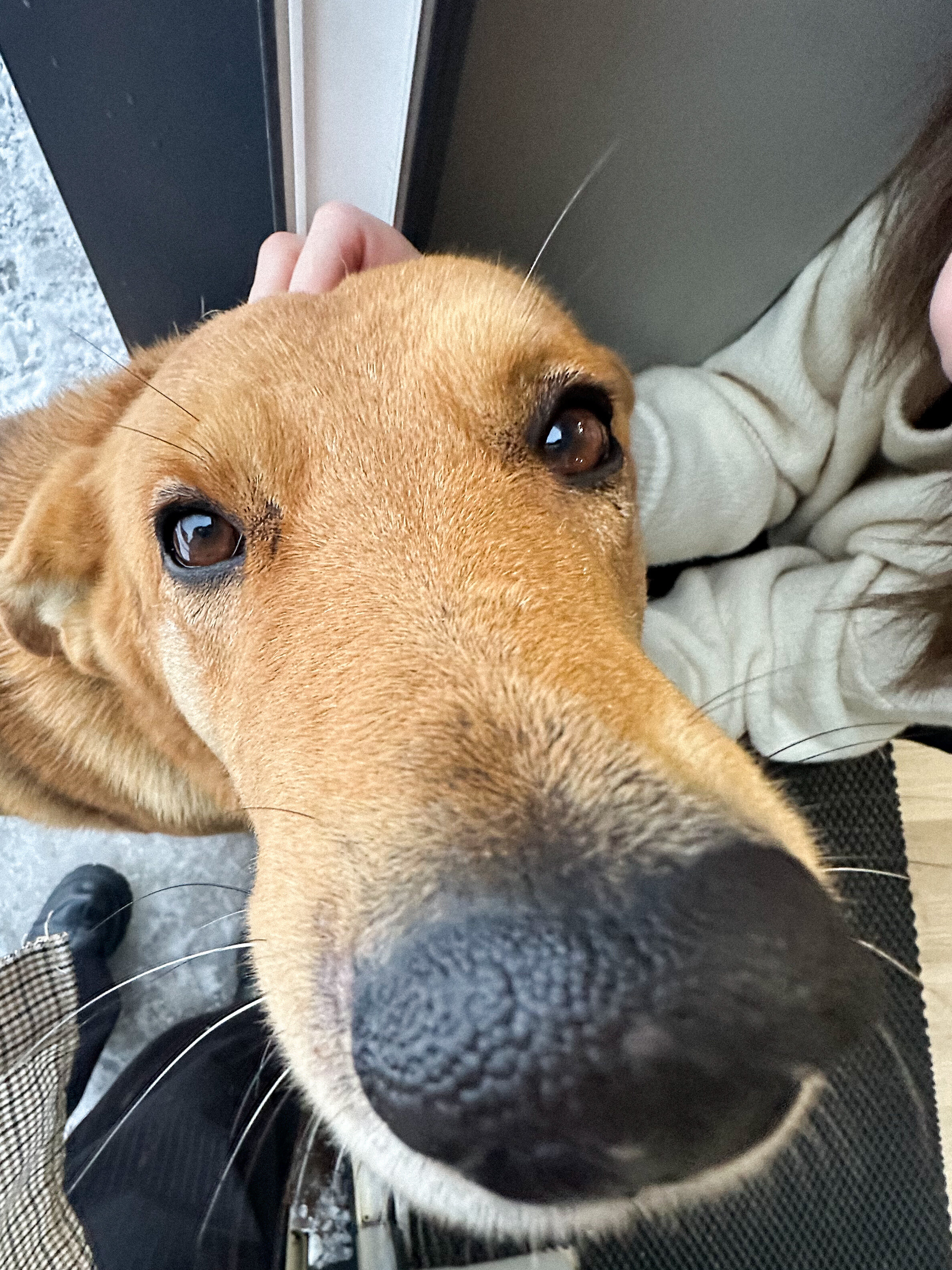 Фото Золотая Рыбка