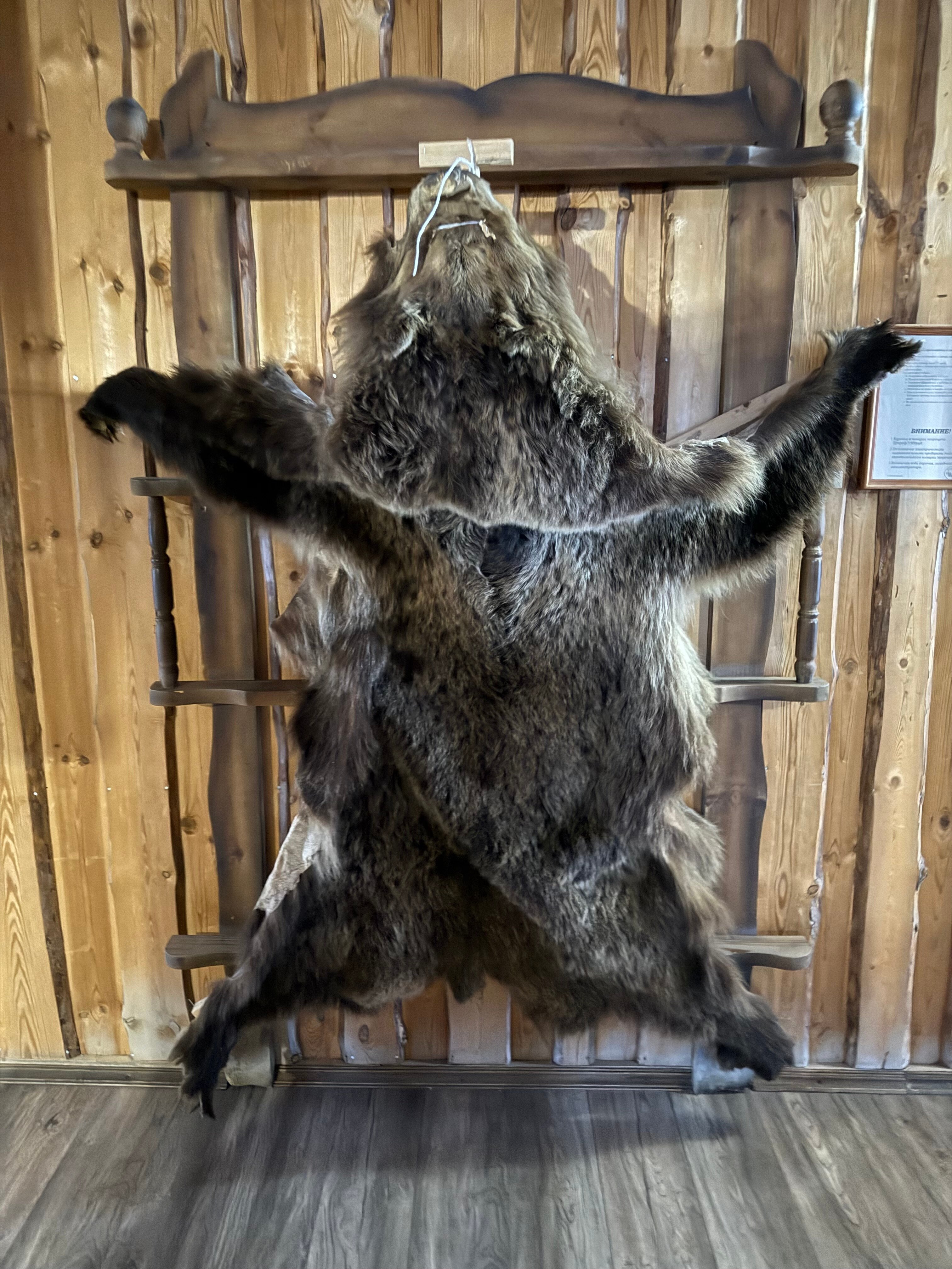 Фото Медведь