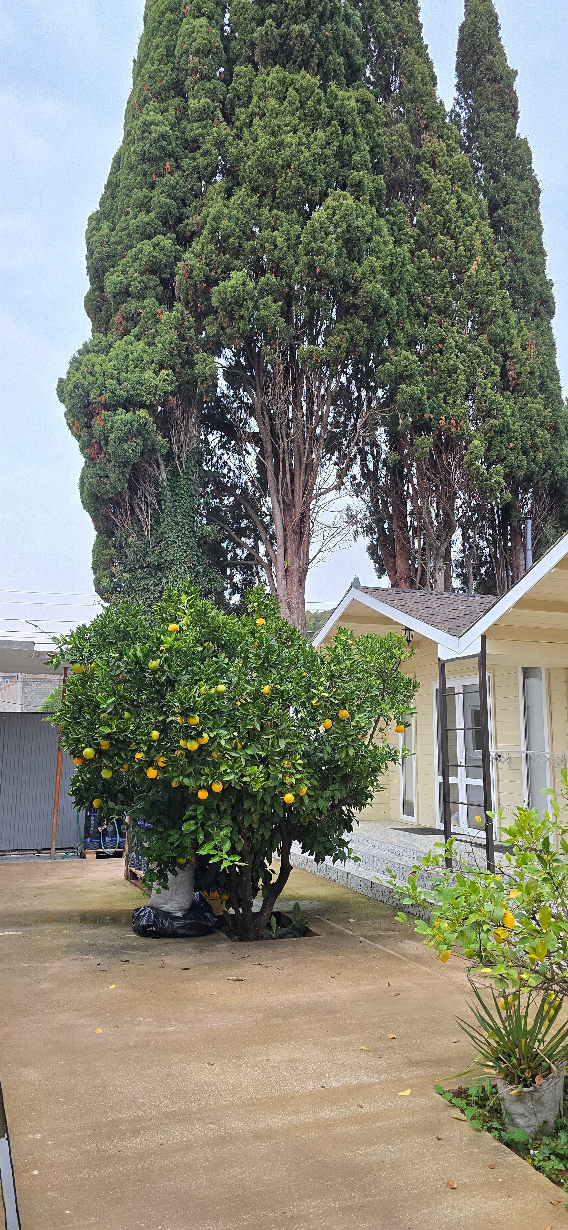 Фото Жемчужина Абхазии