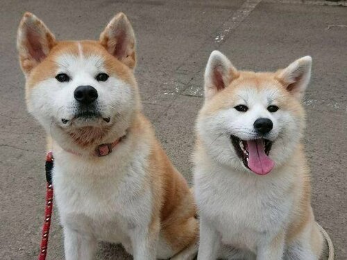 Гостиница Royal Hotel Odate в Префектуре Акита