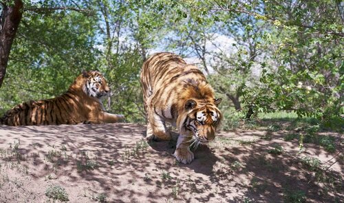 Гостиница Shangri-La Songbei, Harbin в Харбине