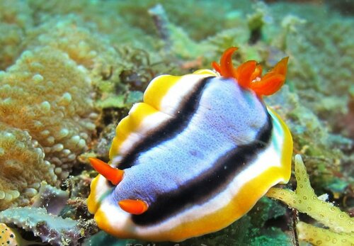 Гостиница Binucot Beach Resort в Провинции Ромблон