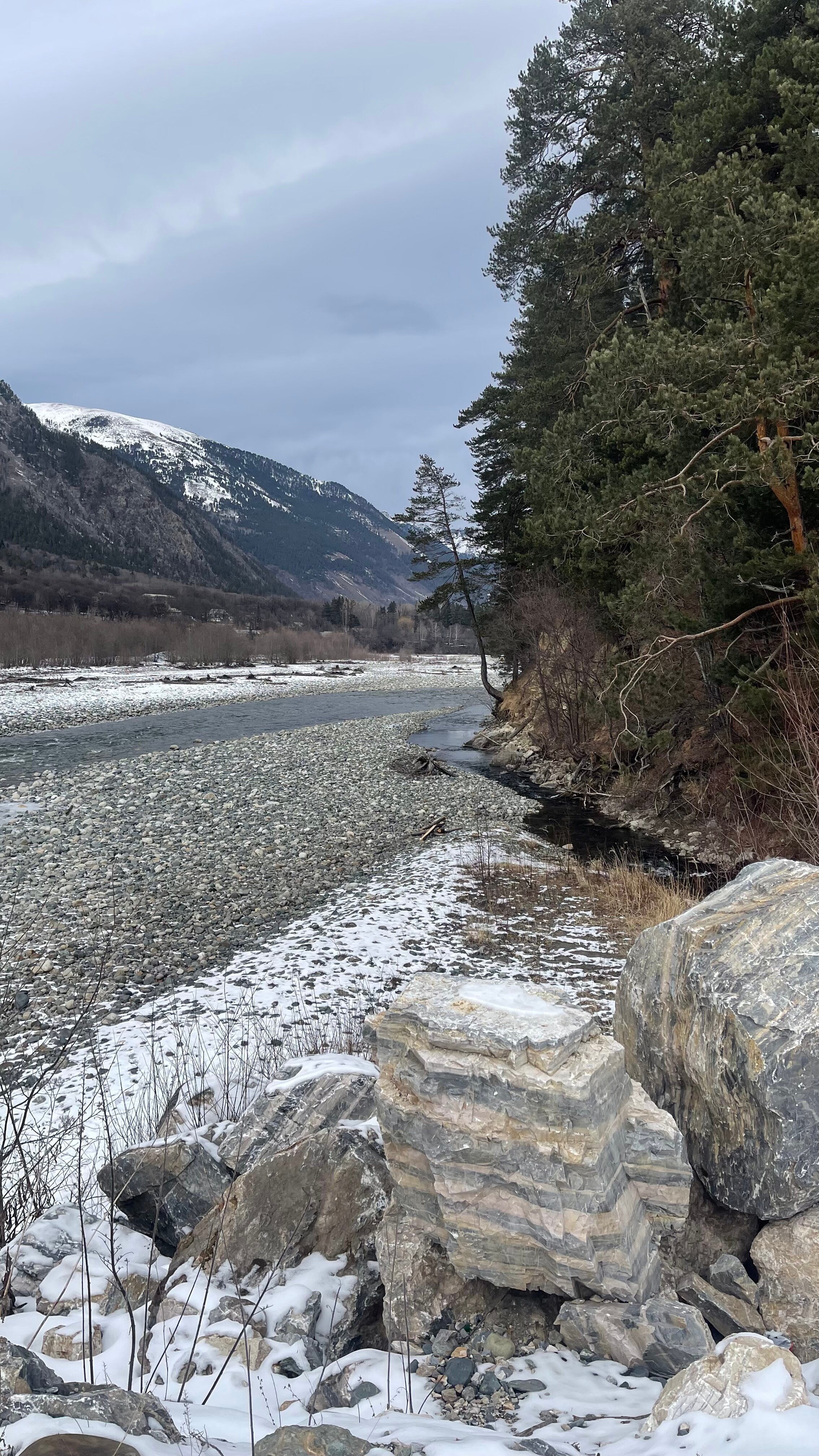 Фото Ягодный тис