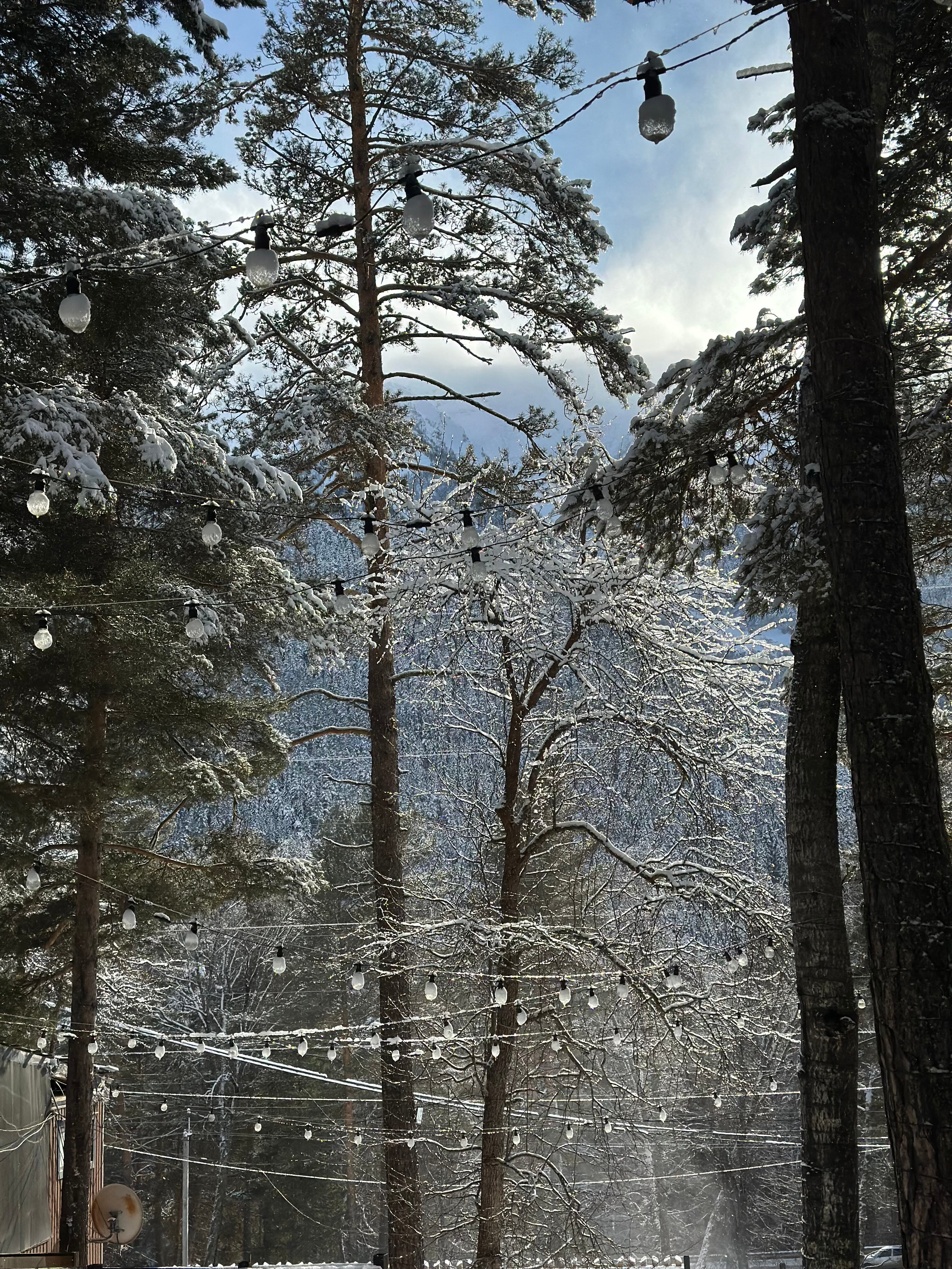 Фото Дух леса