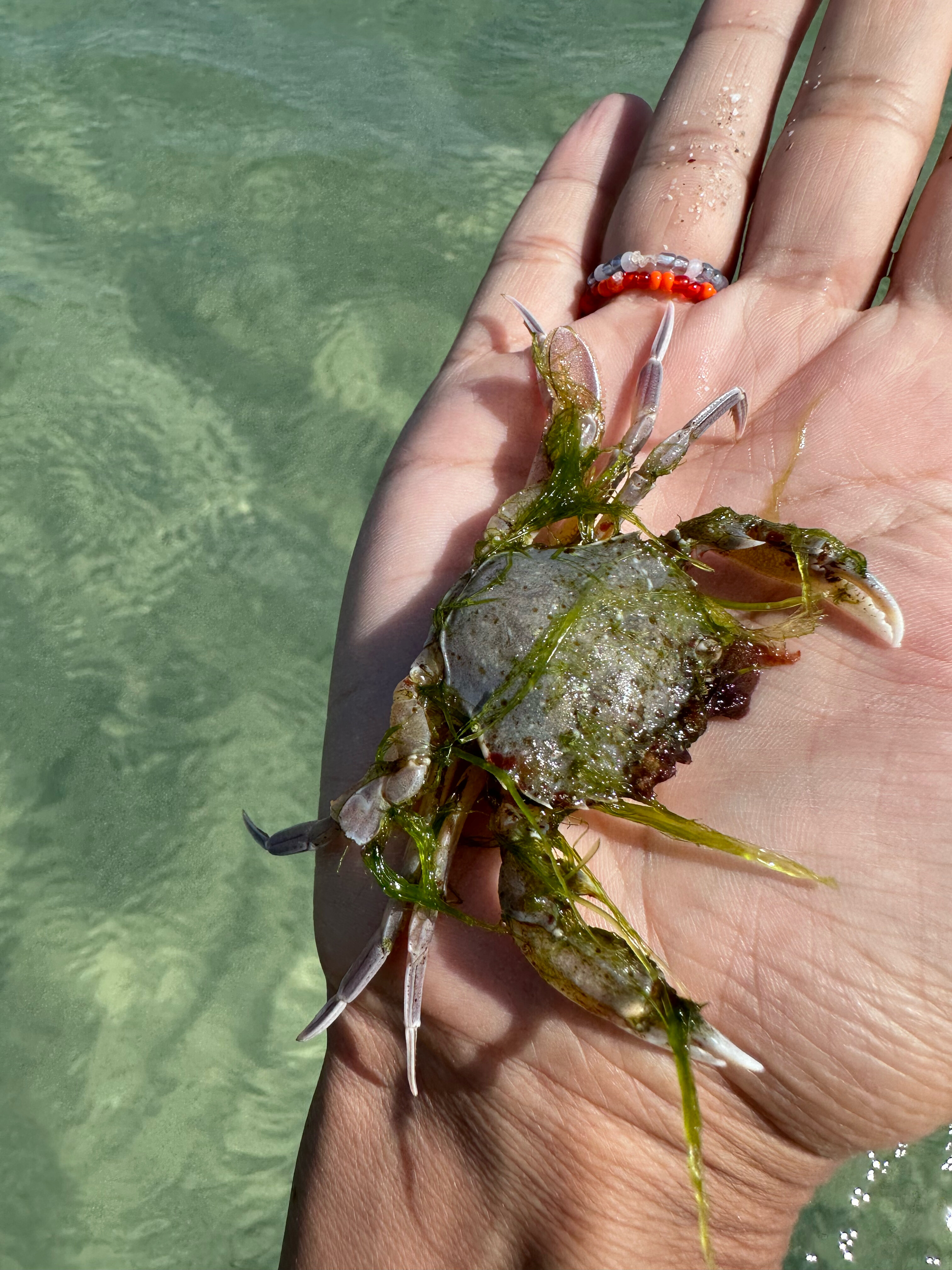 Фото Георгинн