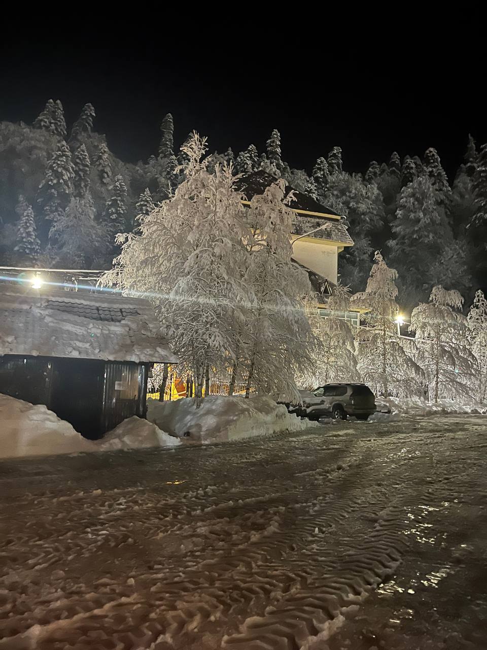 Фото Снежный Барс