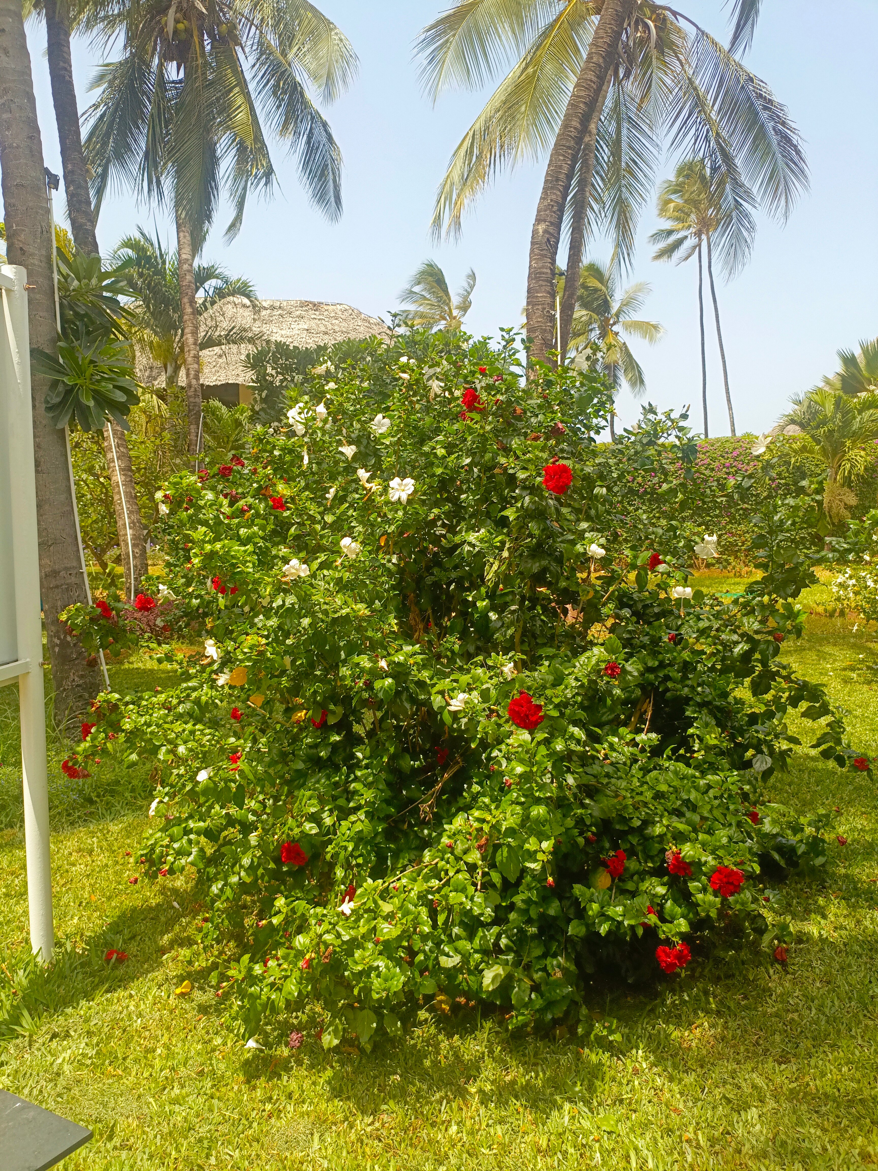 Фото Turaco Nungwi Resort a Tribute Portfolio Hotel