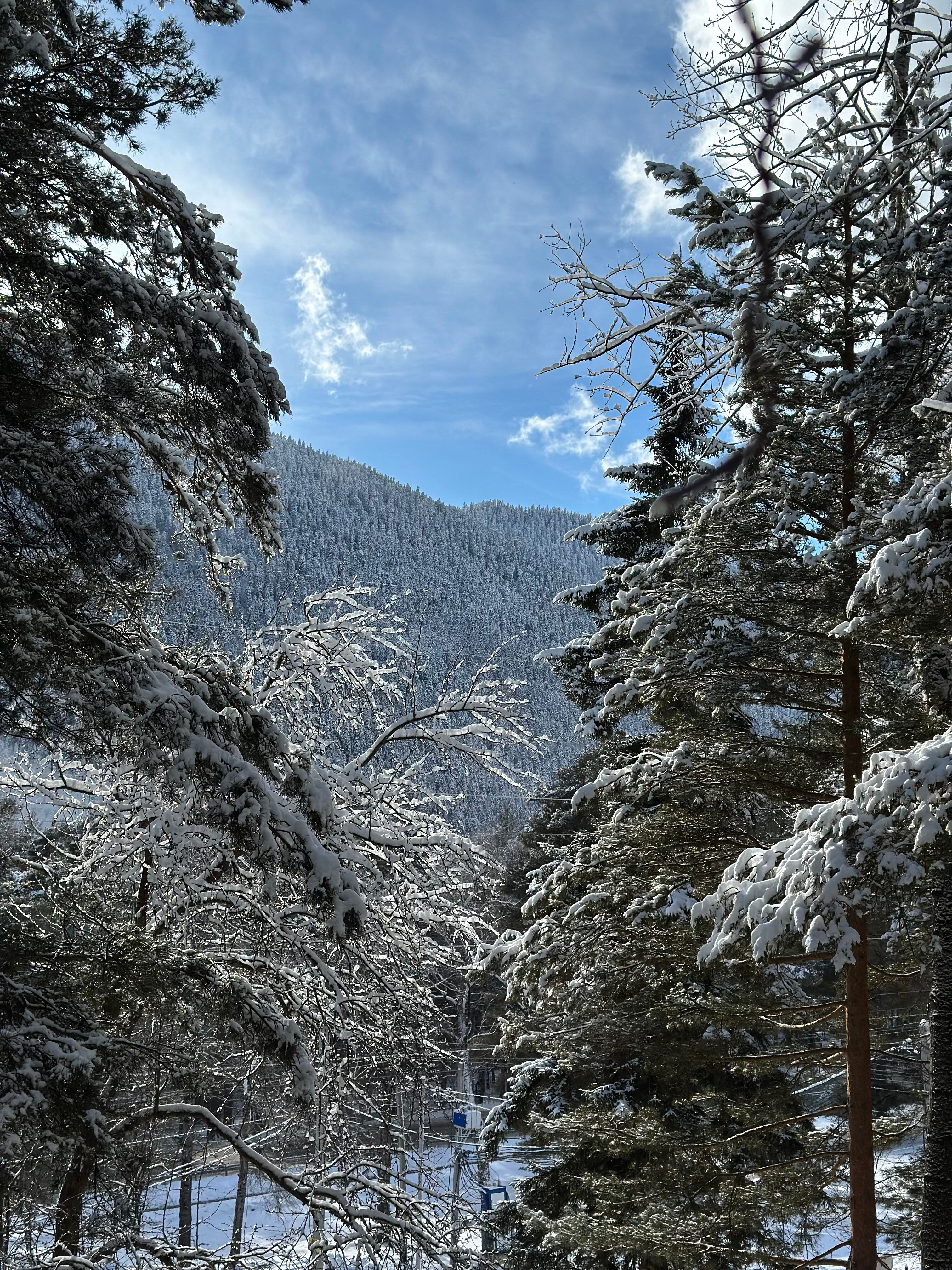 Фото Дух леса