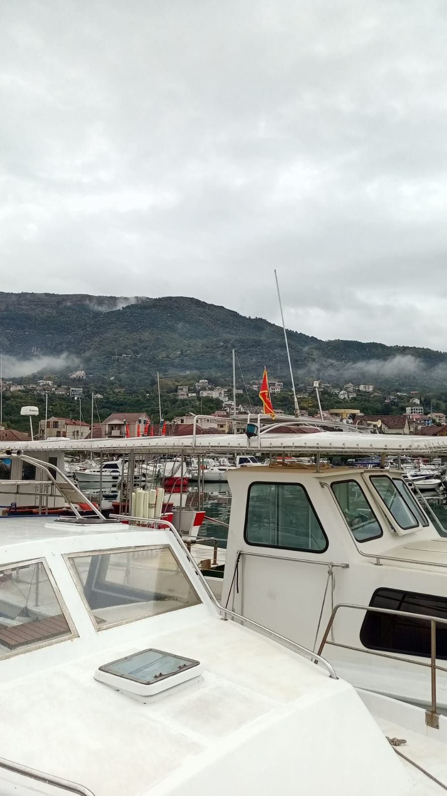 Фото Пальма