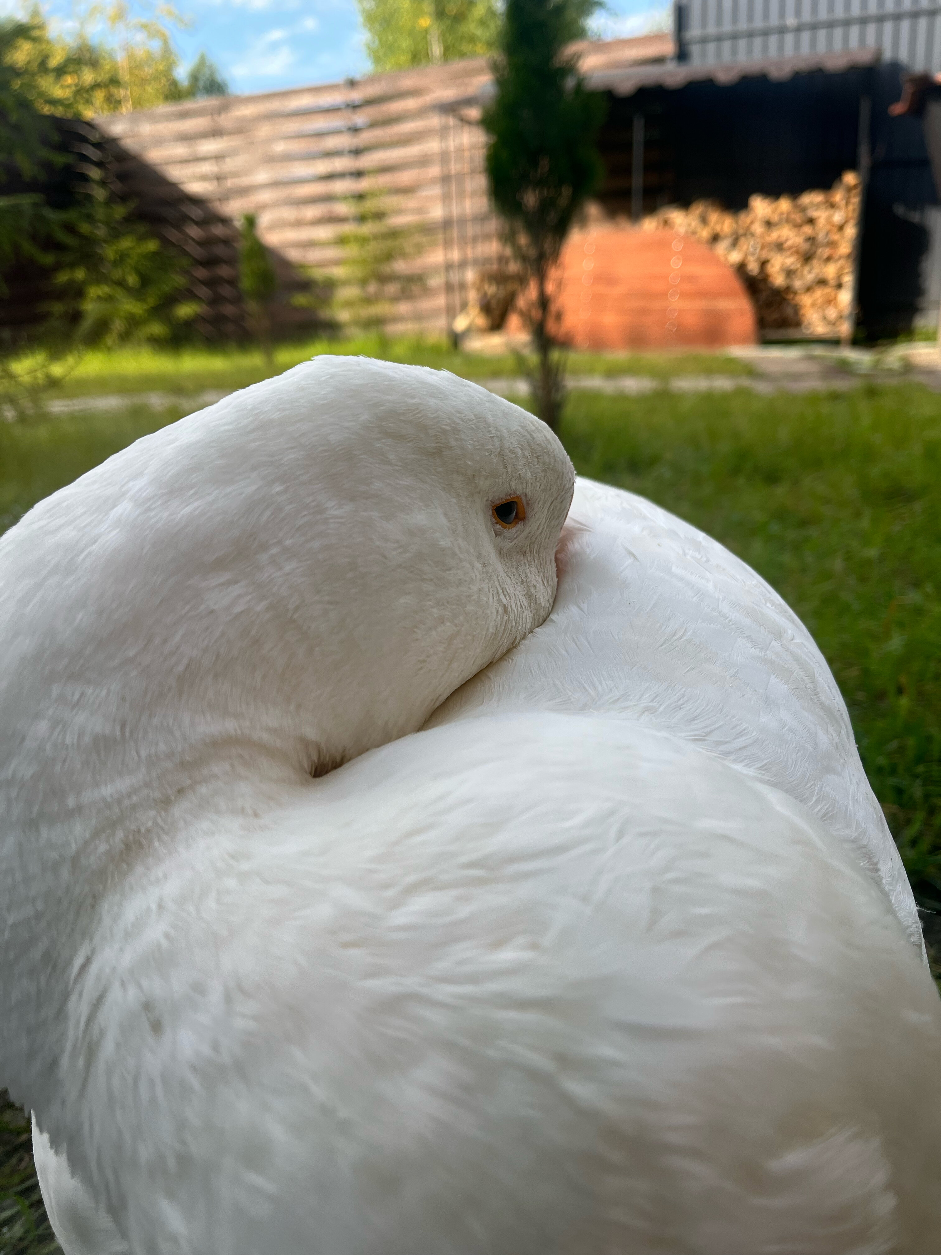 Фото Варилка