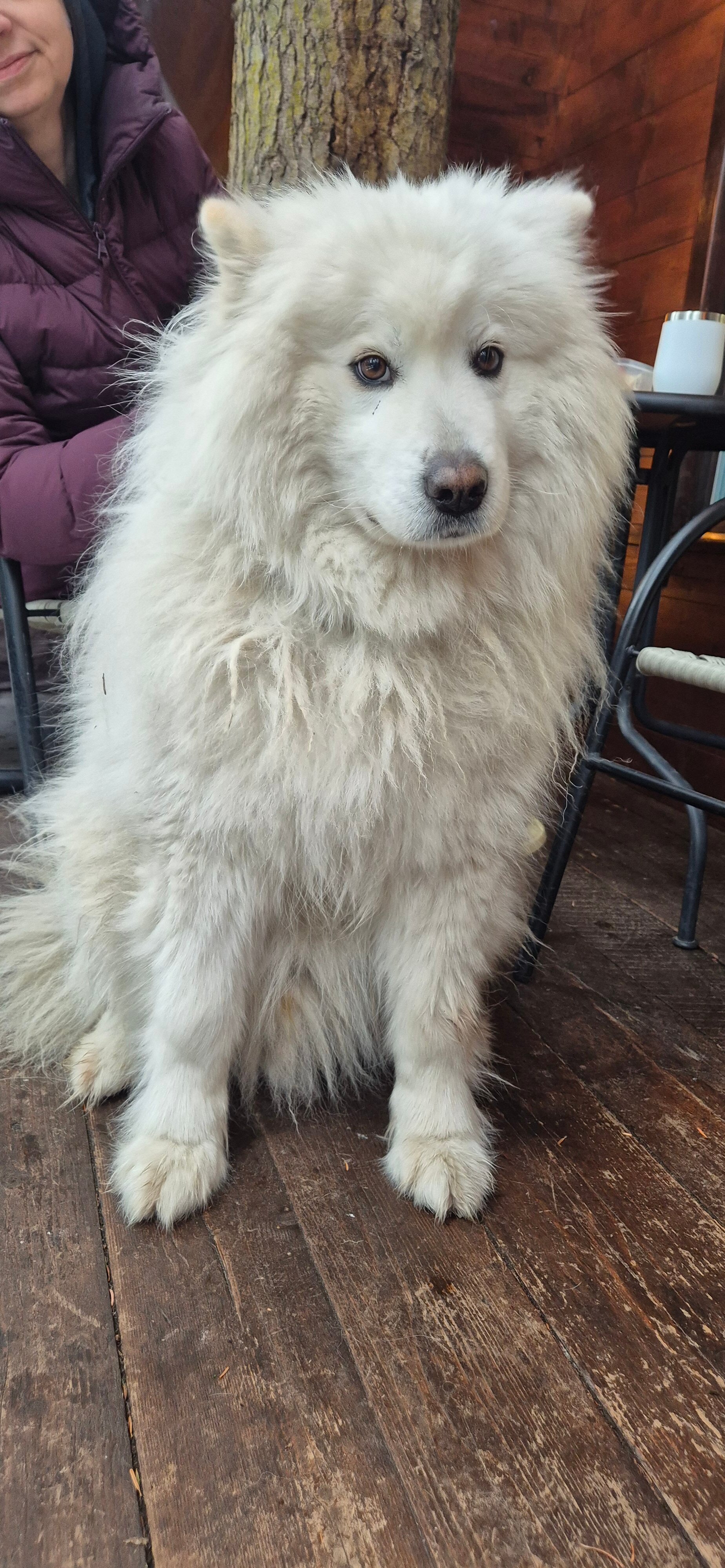 Фото Ёлки House