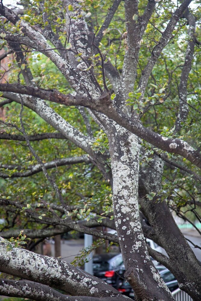 Фото Bayswater Boutique Lodge