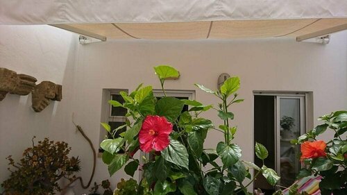 Гостиница Hostal El Torito De Rota в Роте