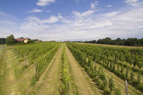 Гостиница Frühstückspension Weingut Buschenschank Kleinschuster в Штирии