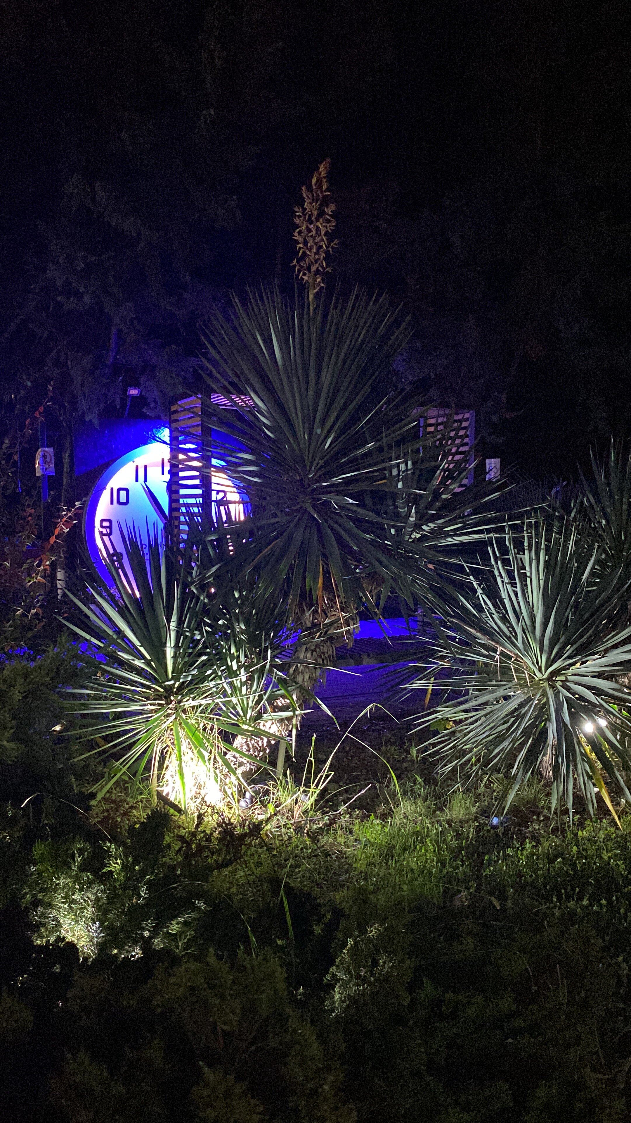 Фото Золотой дельфин