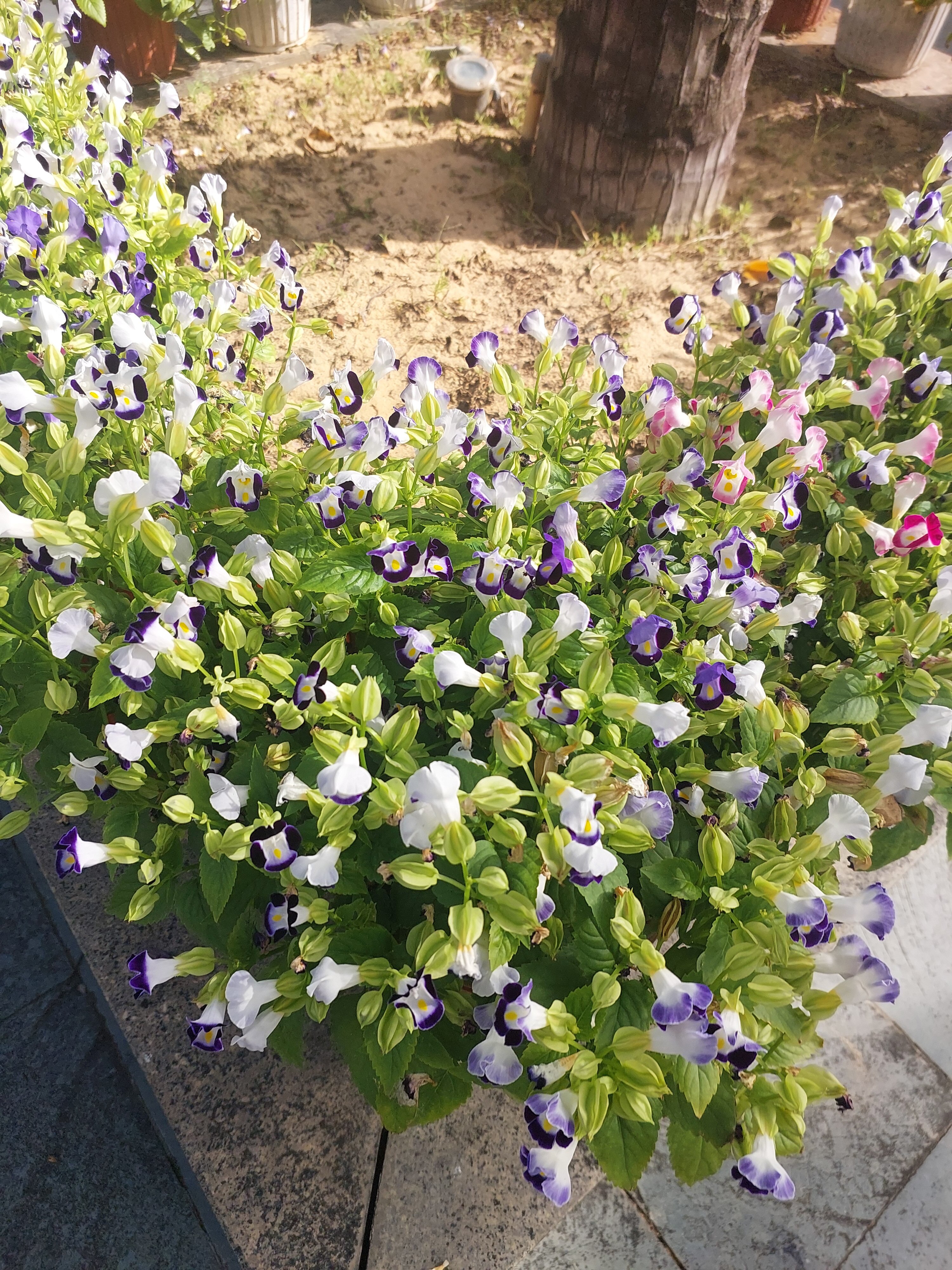 Фото Sonata Resort & SPA