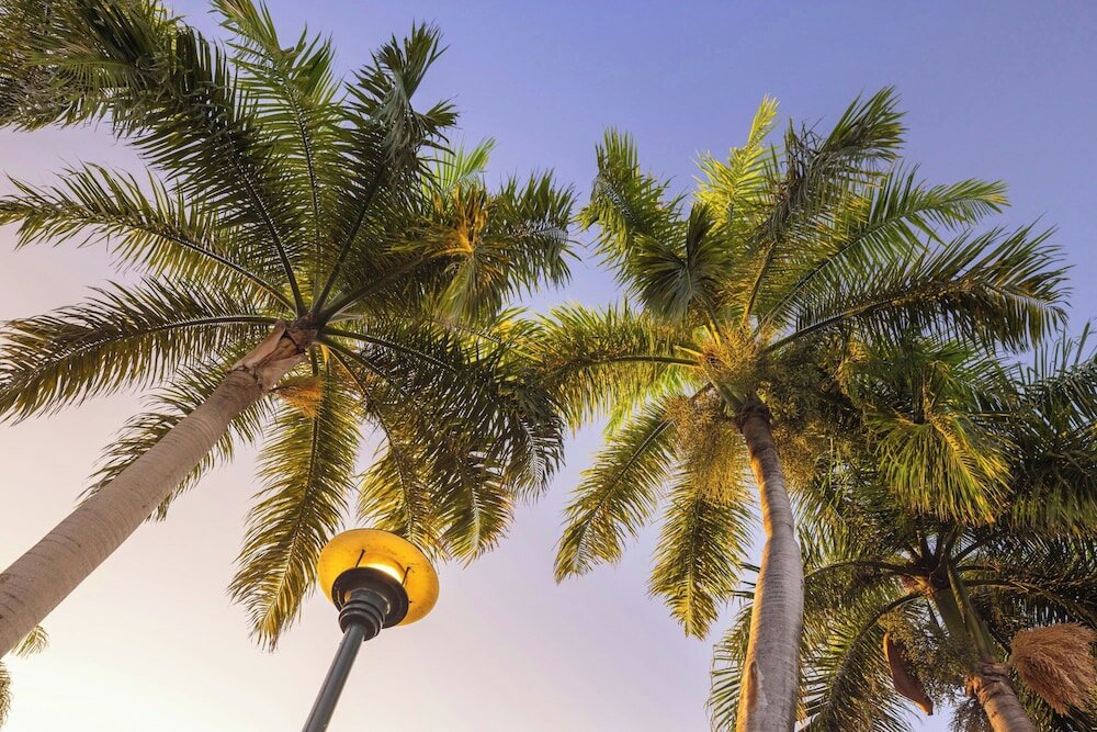 Фото Renaissance Santo Domingo Jaragua Hotel & Casino