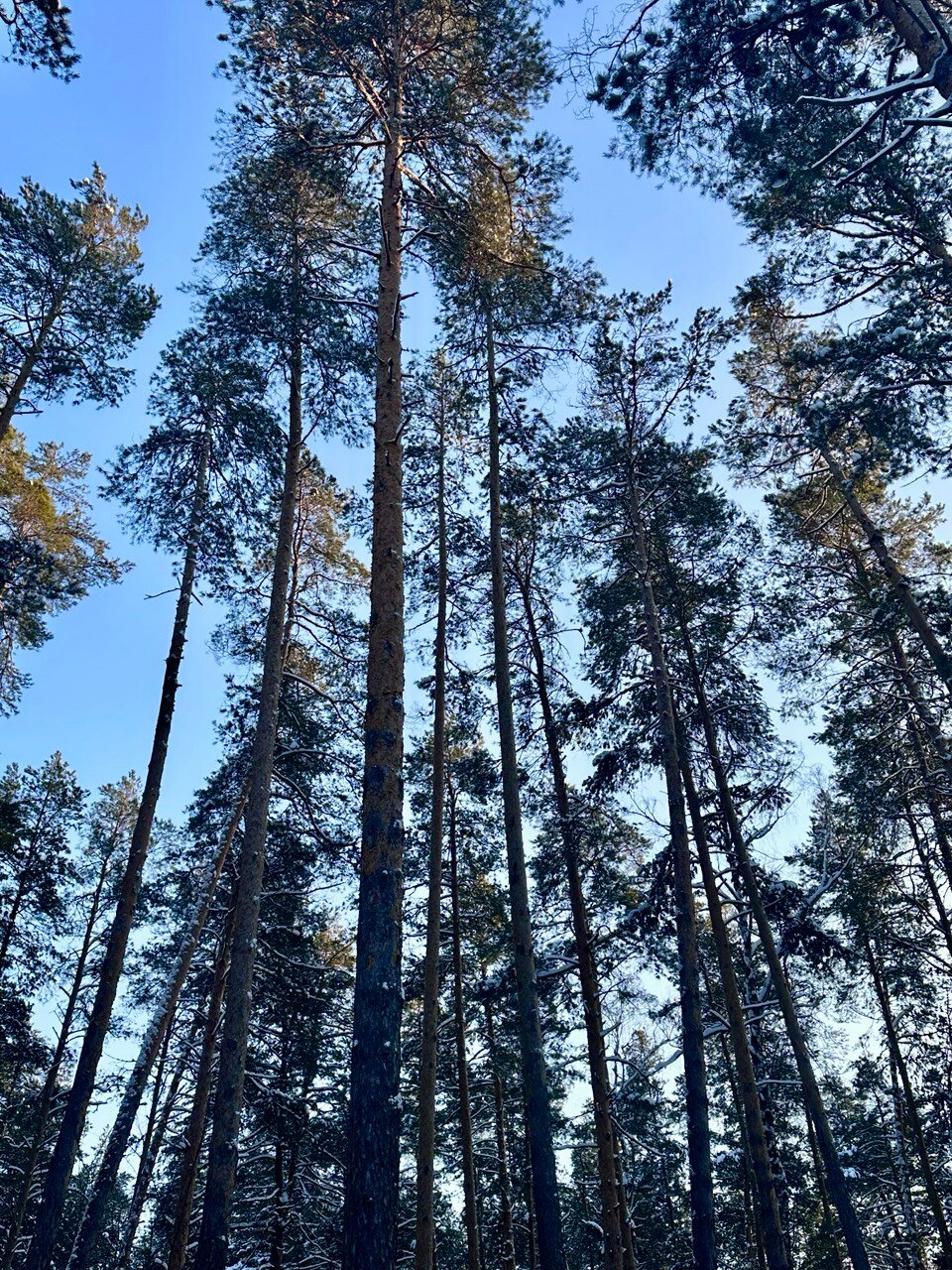 Фото Янтарь