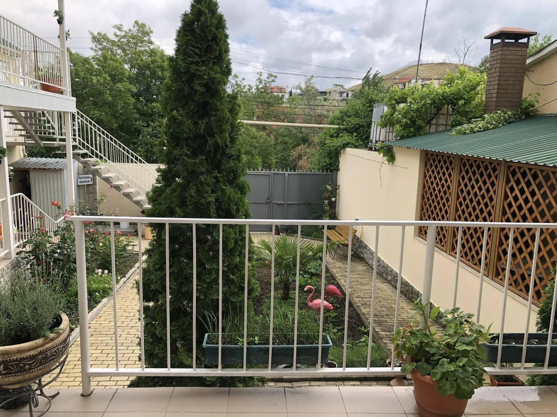 Фото Фламинго